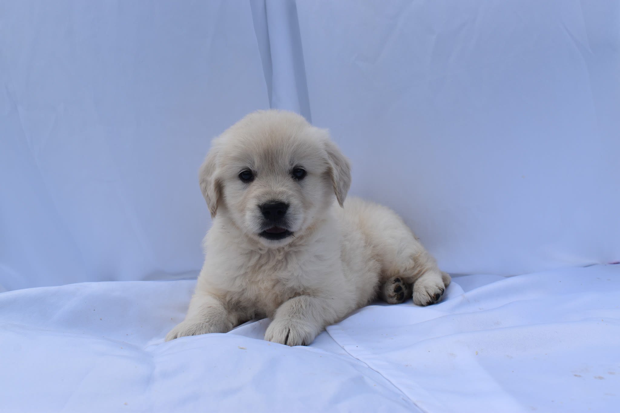 Golden Retriever puppy
