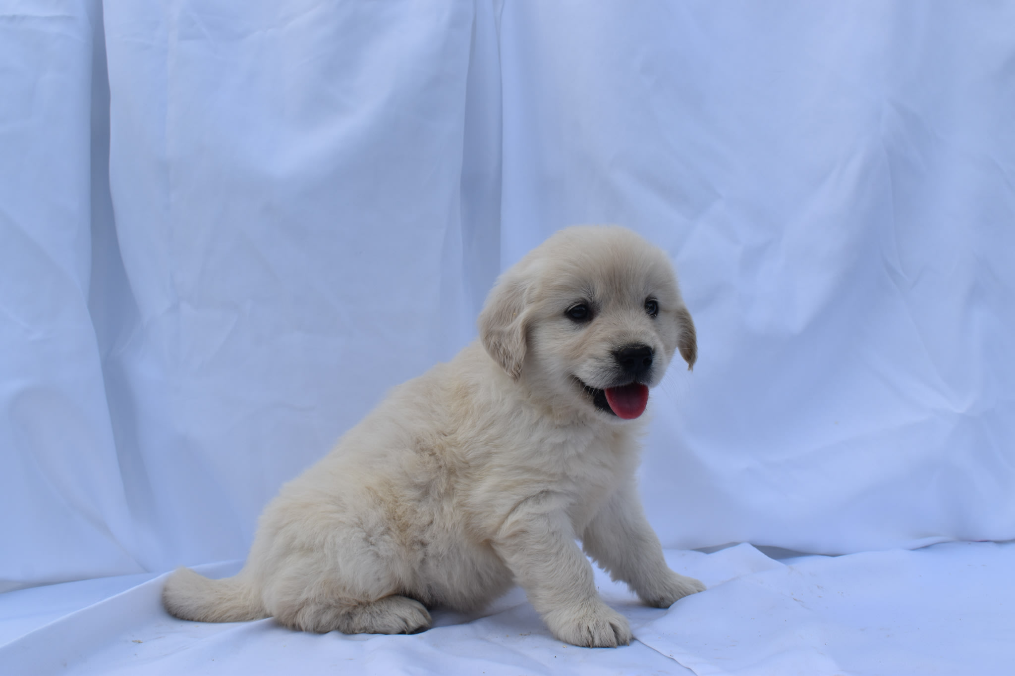 Golden Retriever puppy