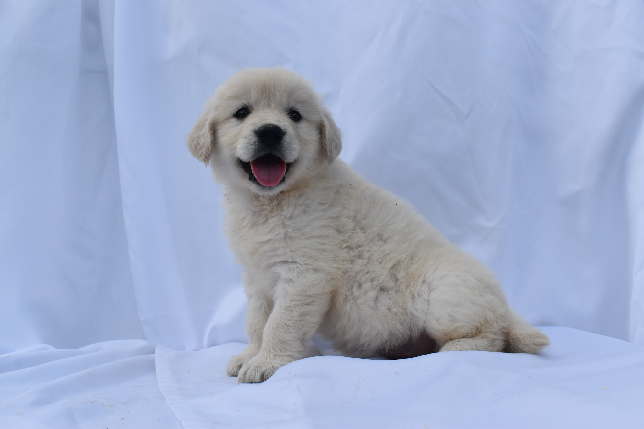 Golden Retriever puppy