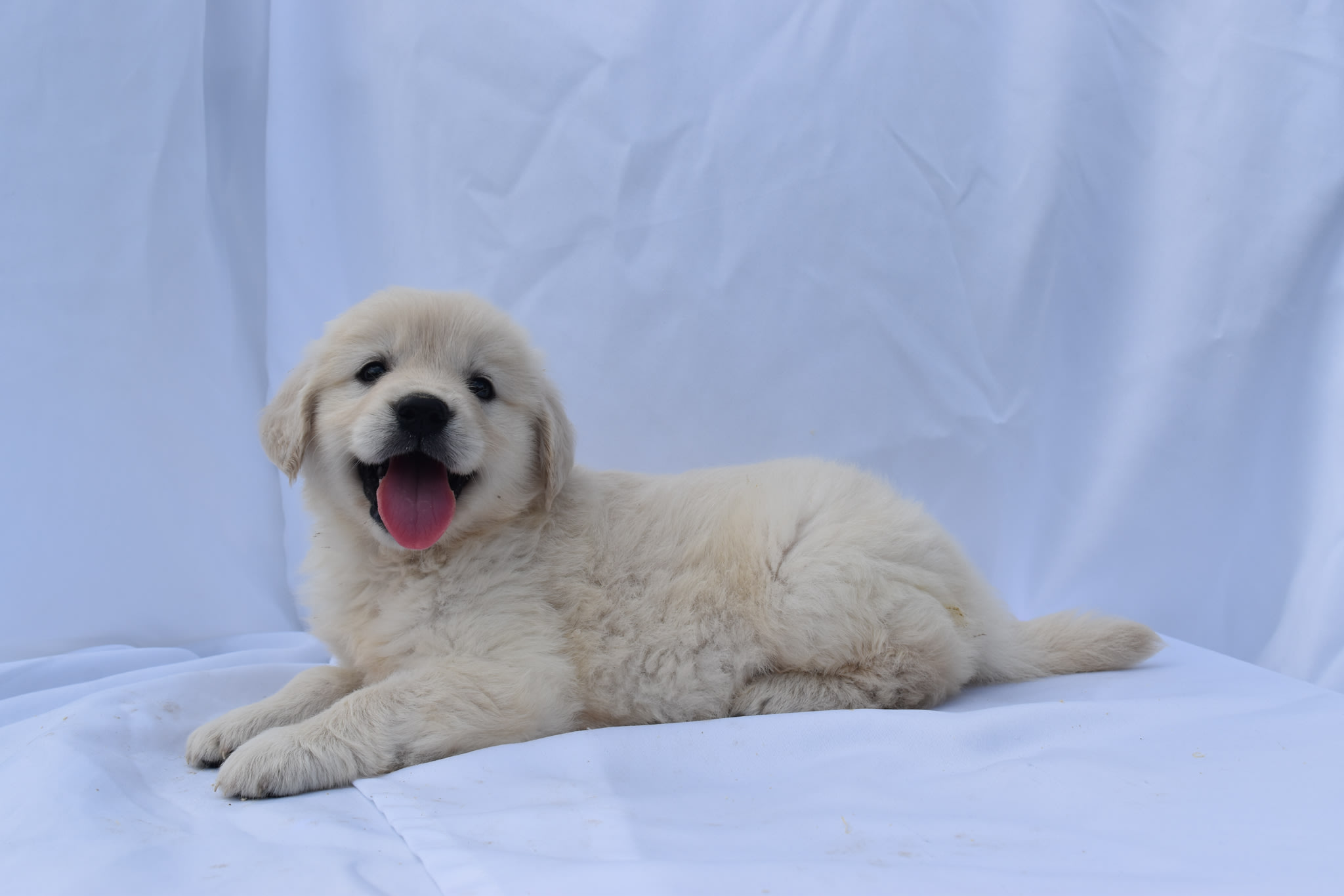 Golden Retriever puppy