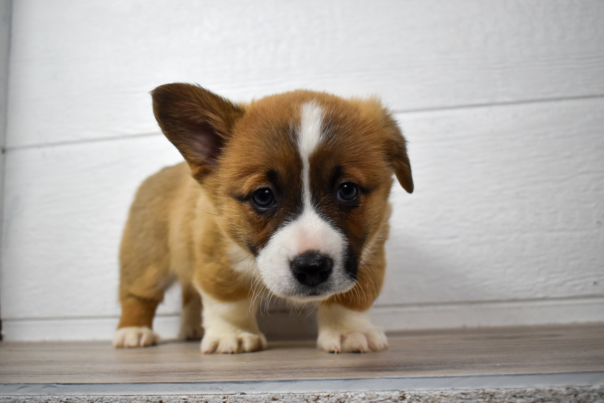 Corgi puppy