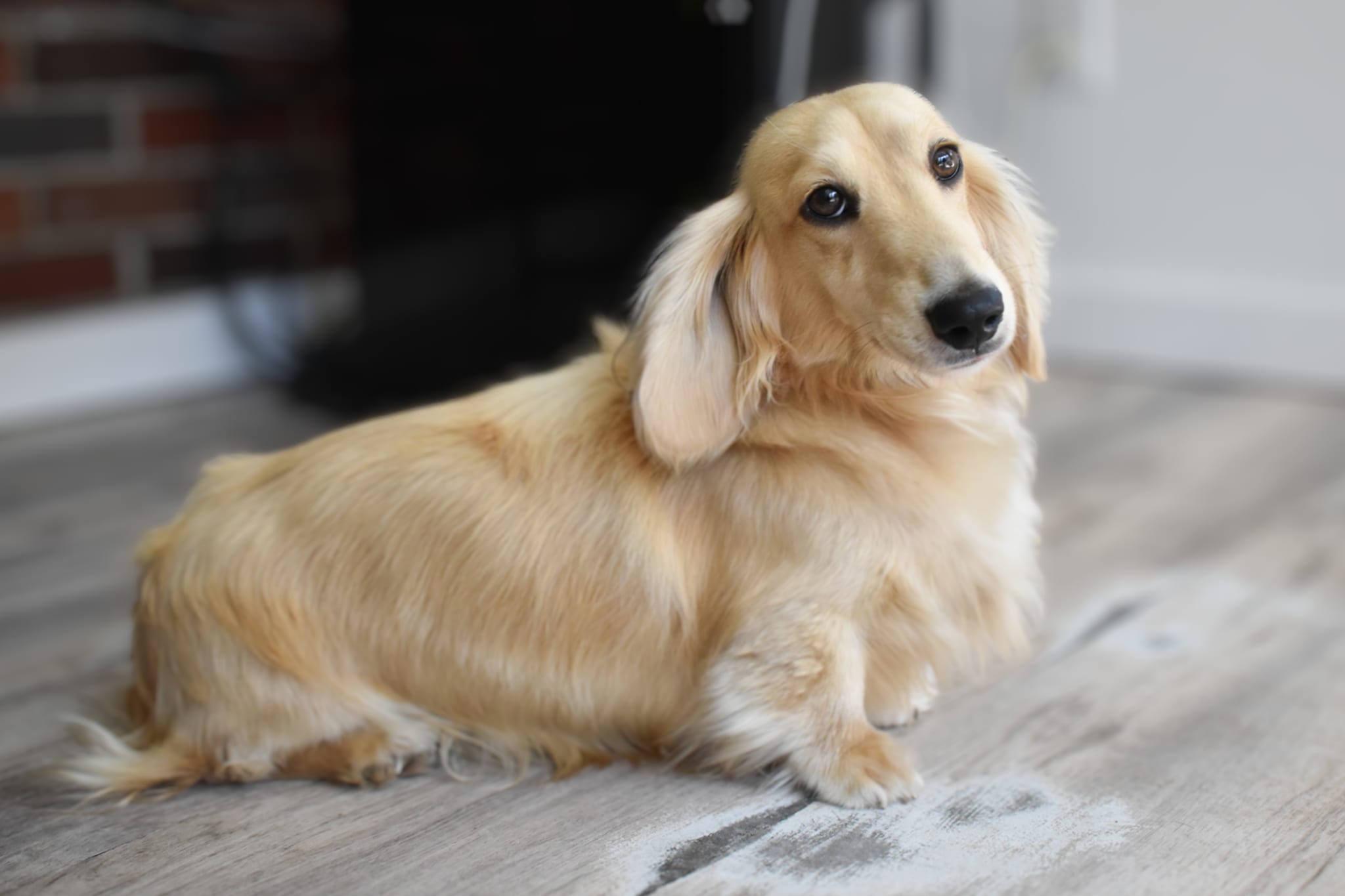 Mini Dachshund male