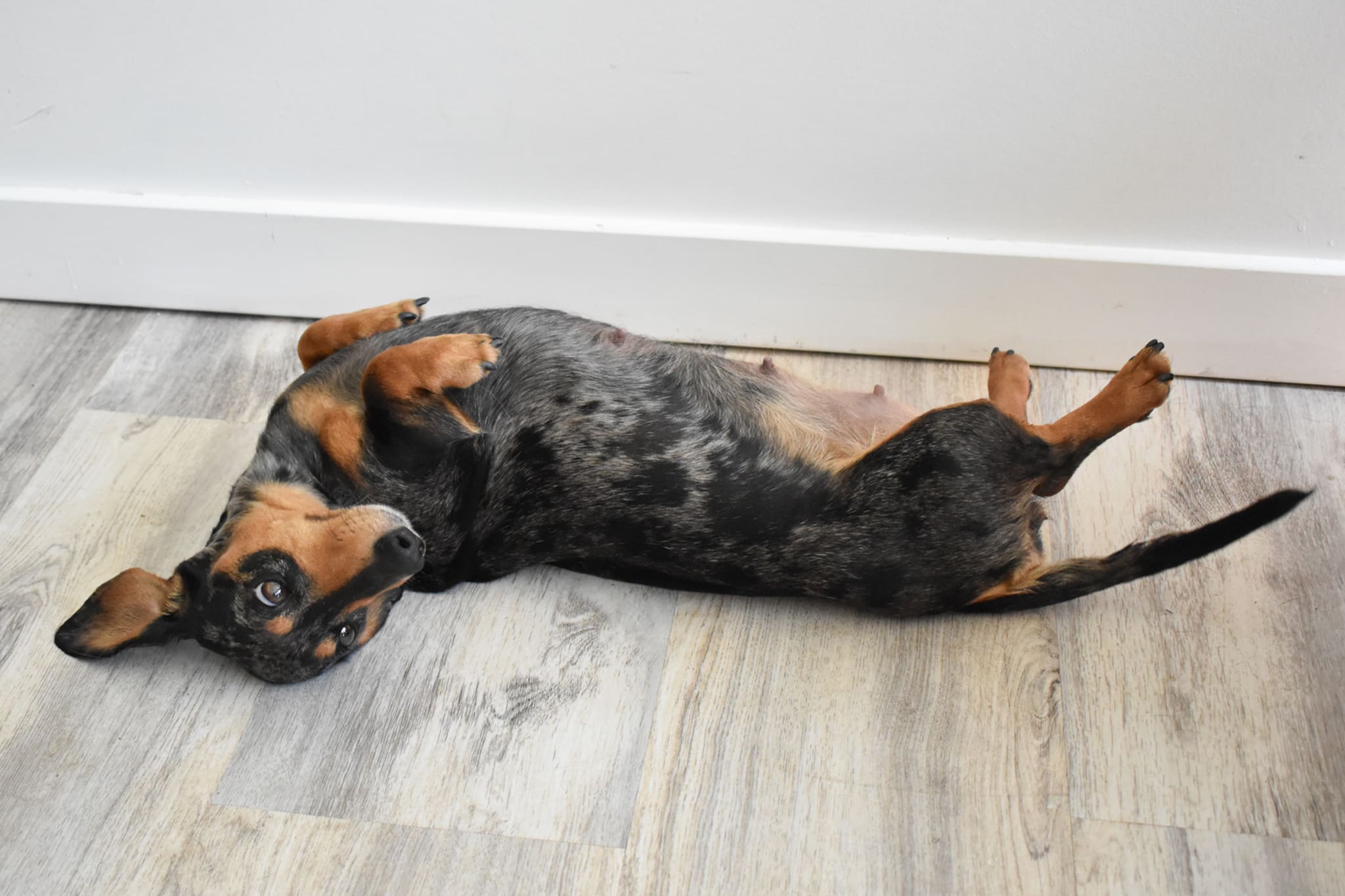 Mini Dachshund female