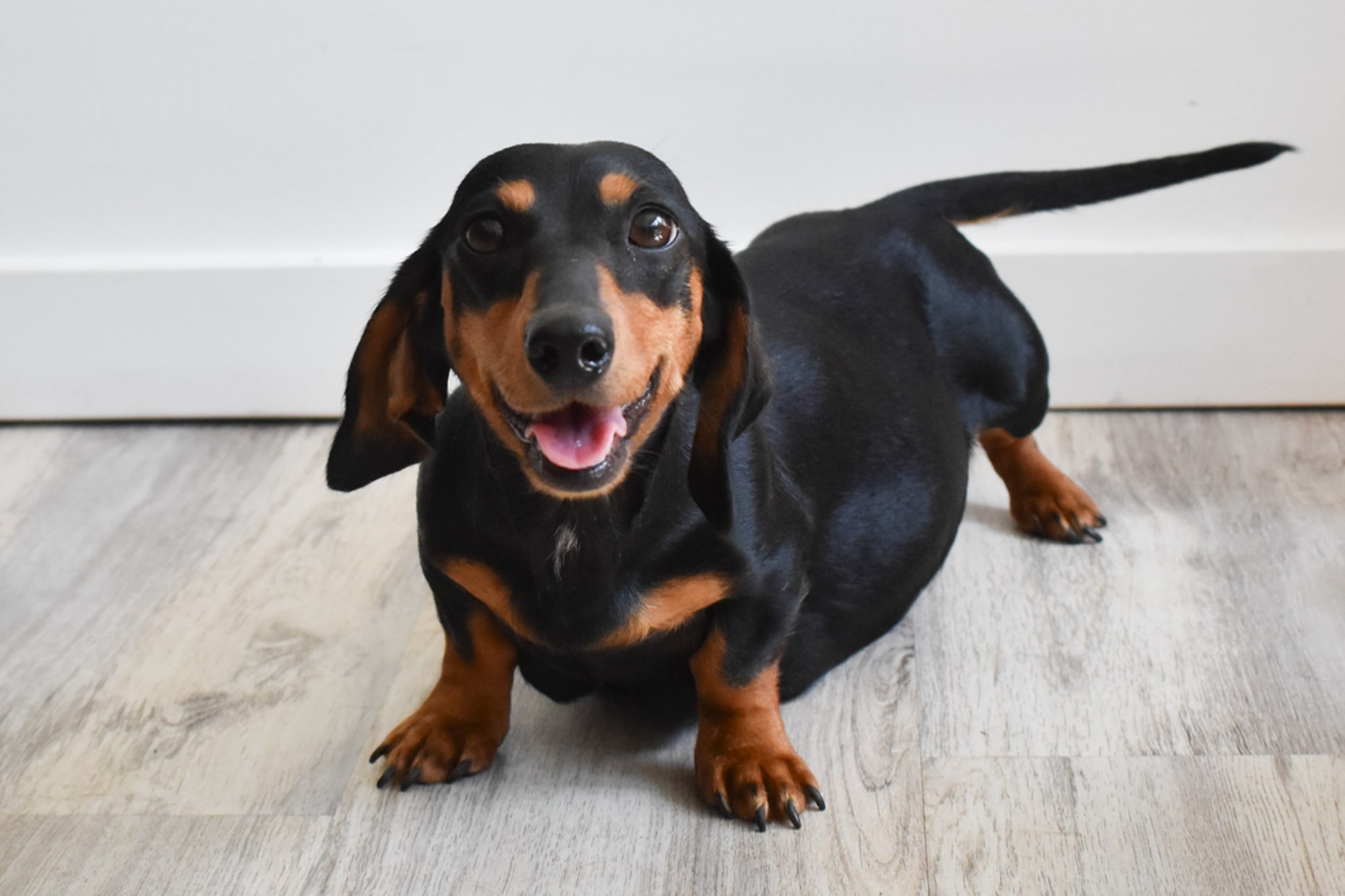 Mini Dachshund female