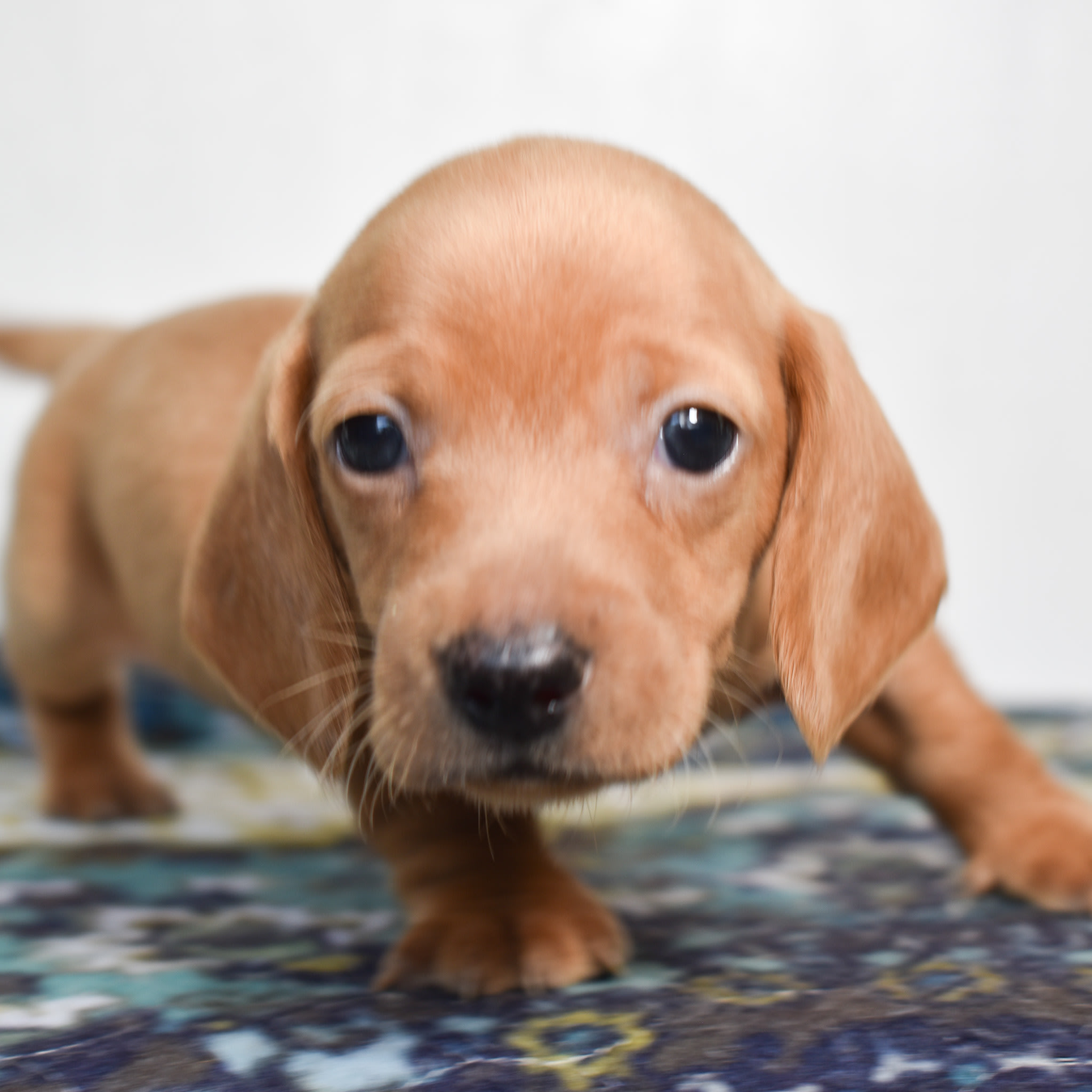 Mini Dachshund puppy