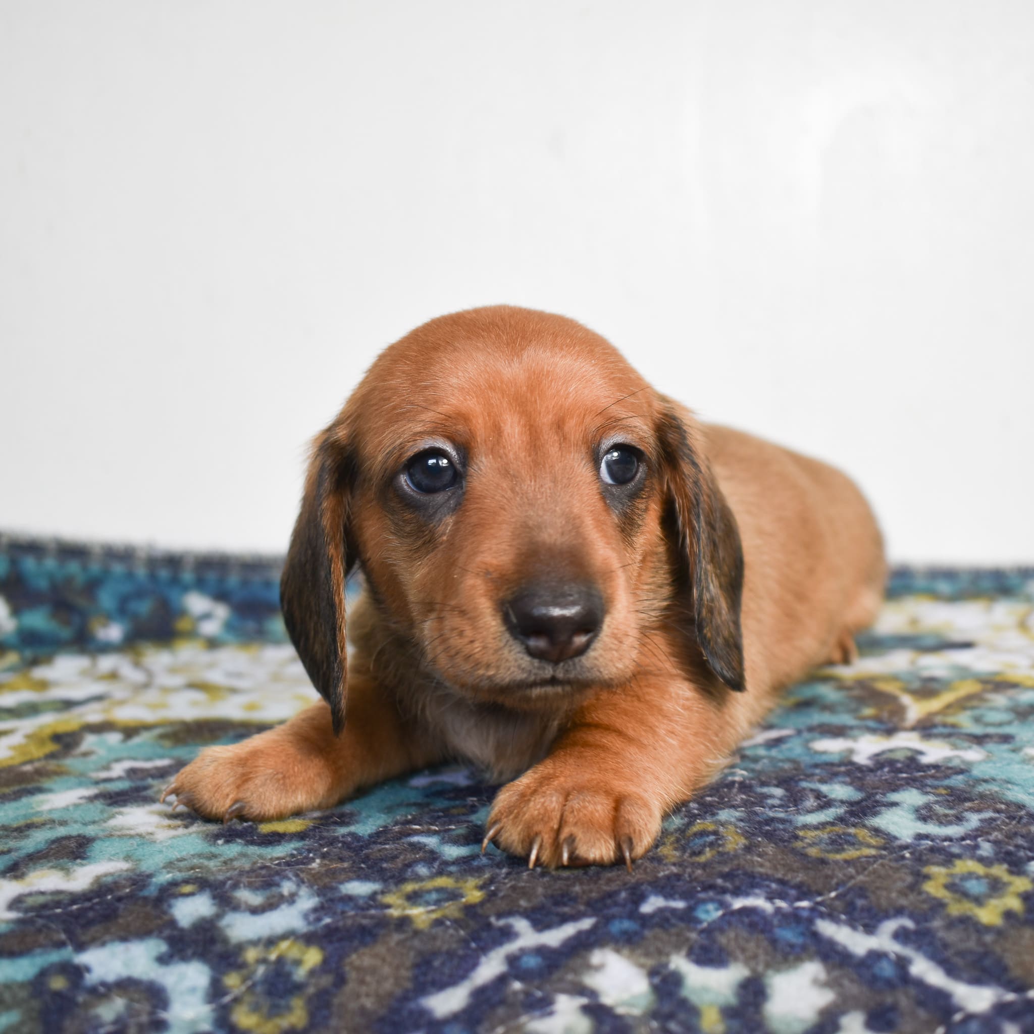 Mini Dachshund puppy