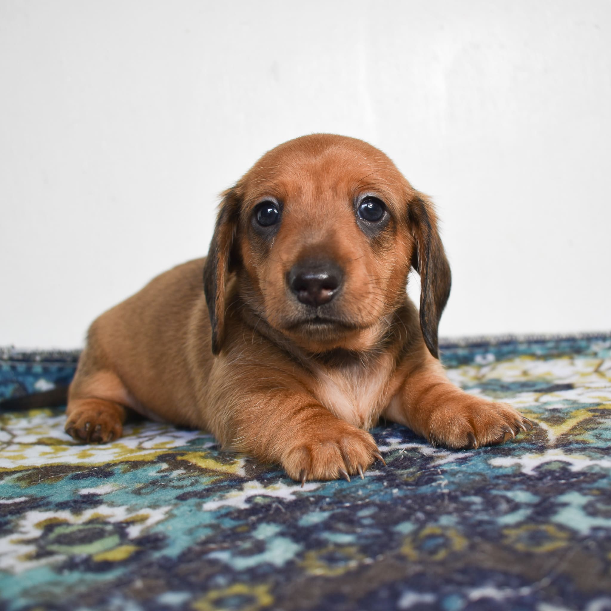 Mini Dachshund puppy