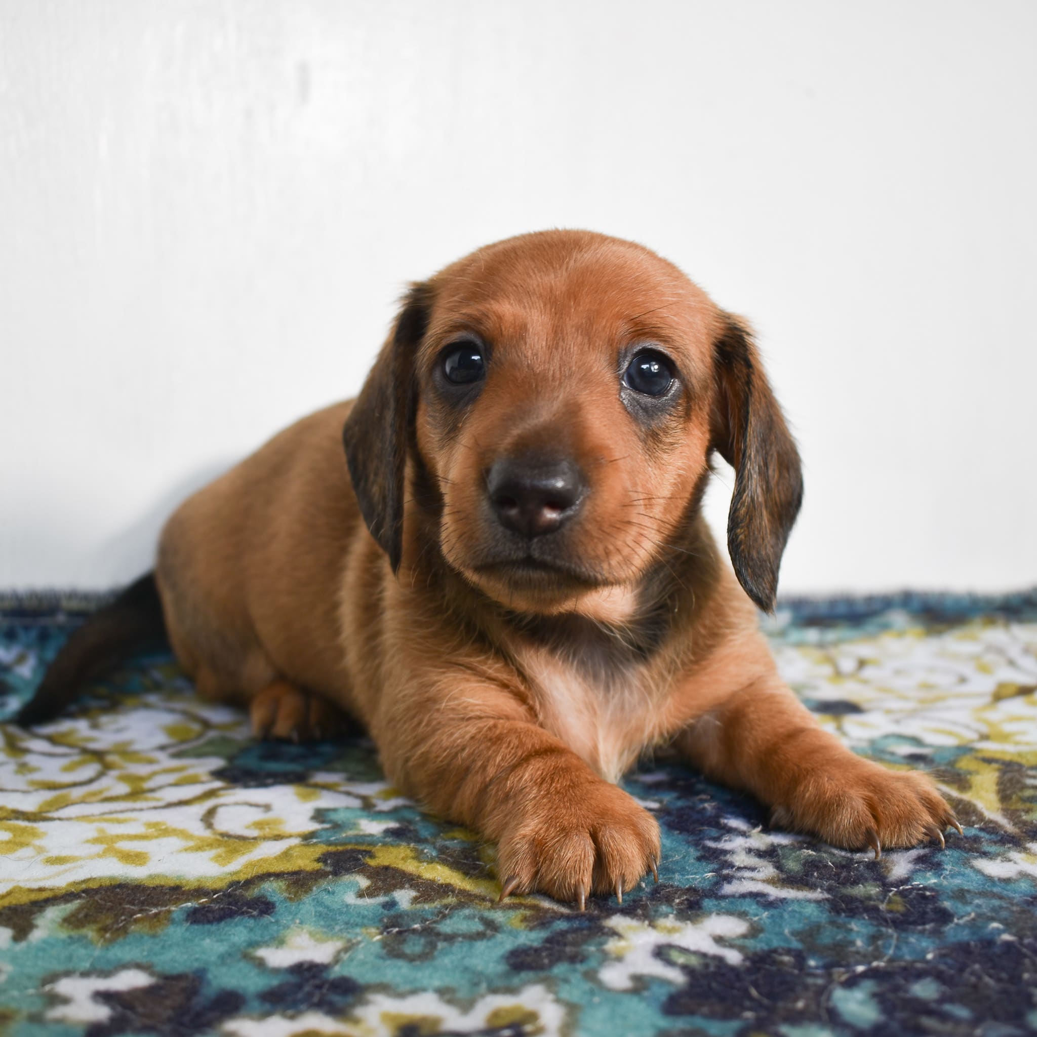 Mini Dachshund puppy