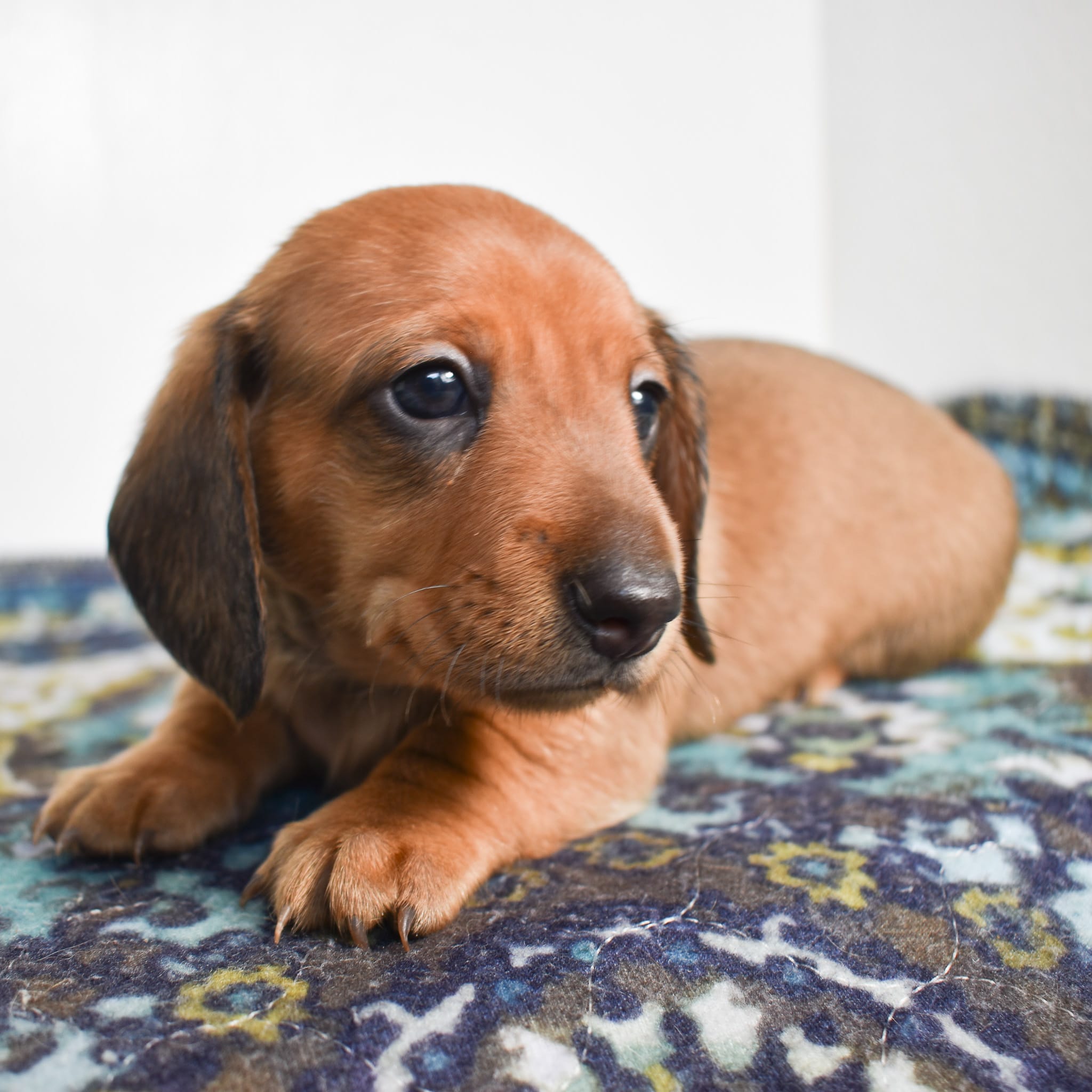 Mini Dachshund puppy