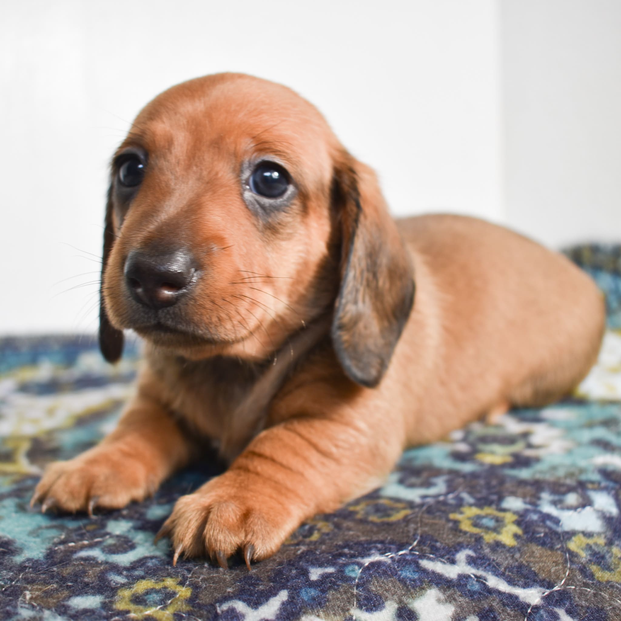 Mini Dachshund puppy
