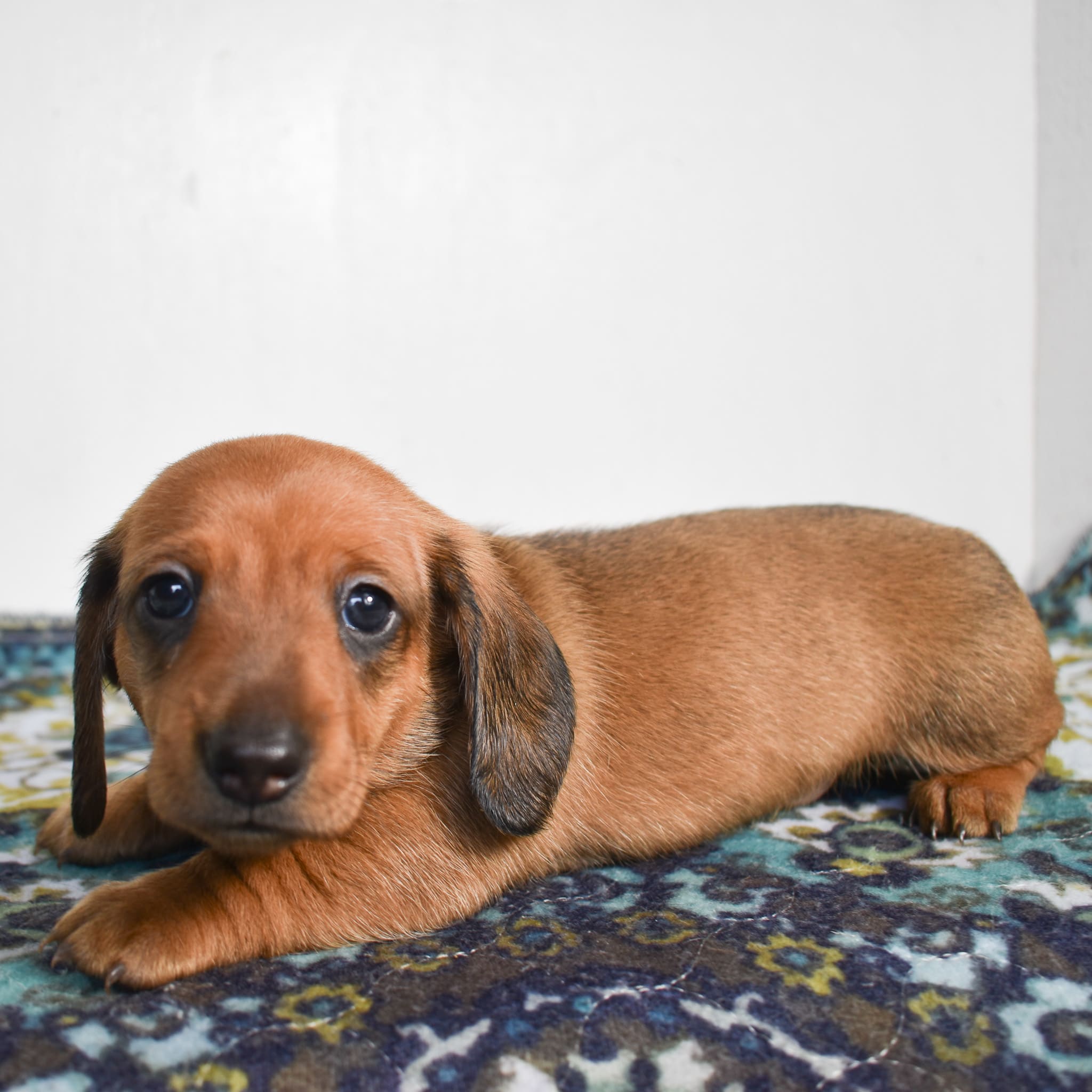 Mini Dachshund puppy