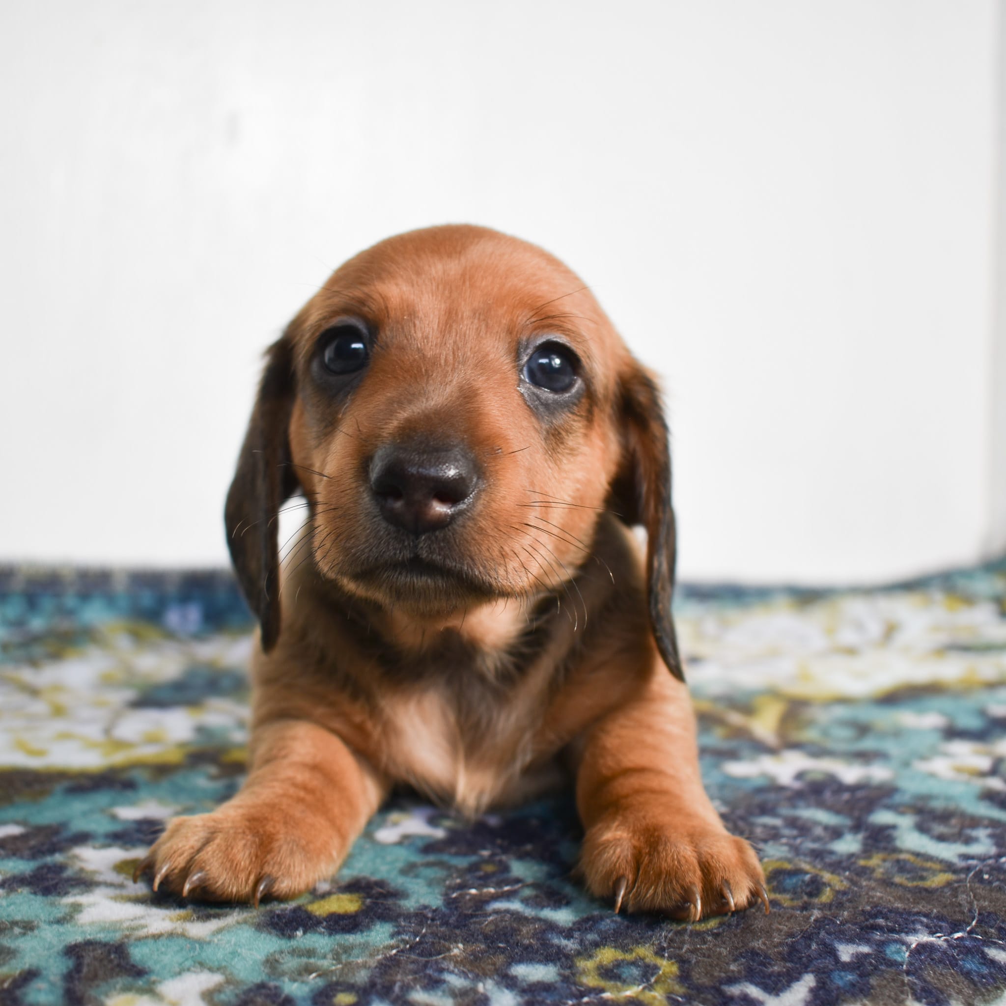 Mini Dachshund puppy