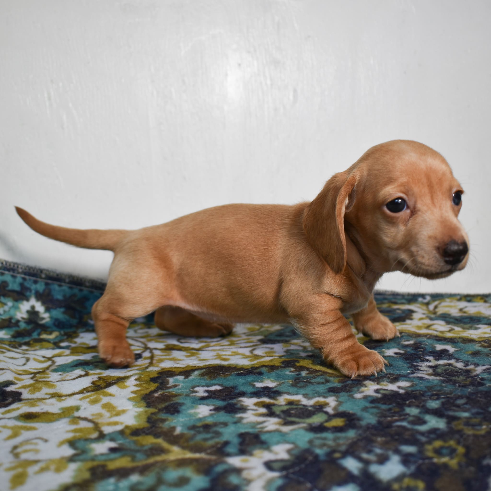 Mini Dachshund puppy