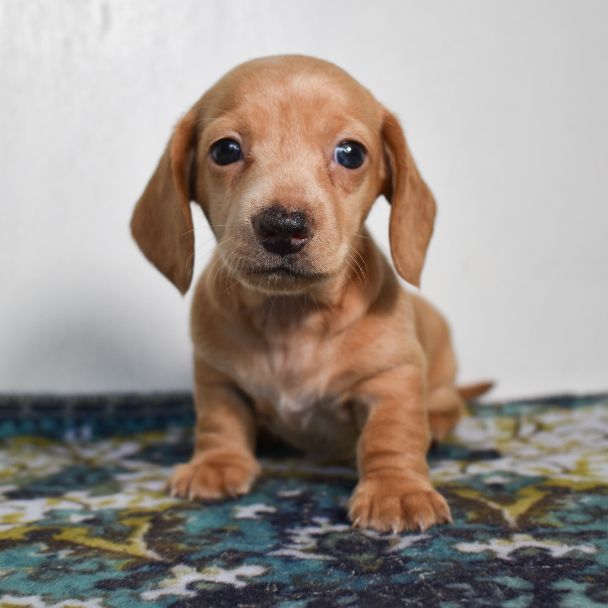 Mini Dachshund puppy