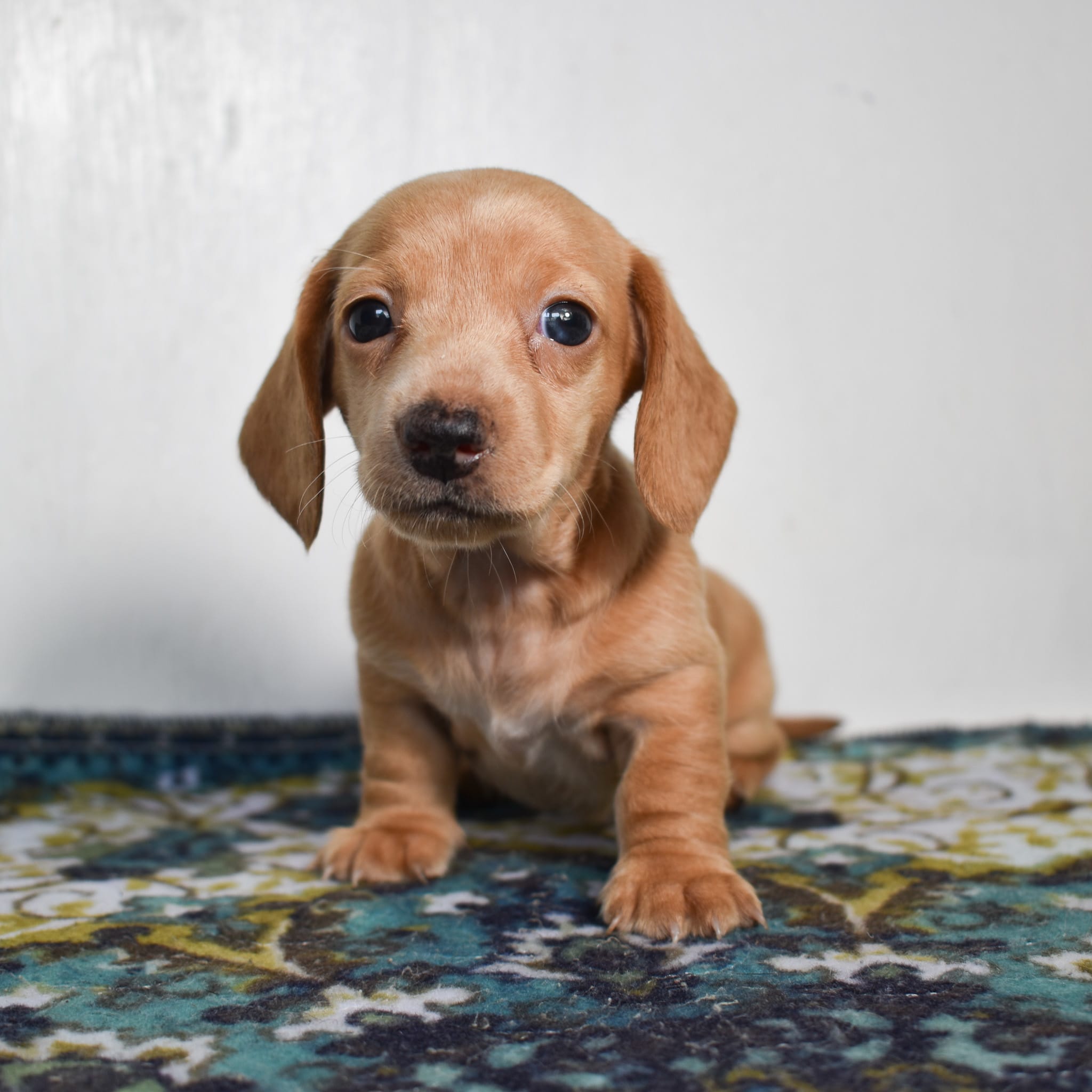 Mini Dachshund puppy