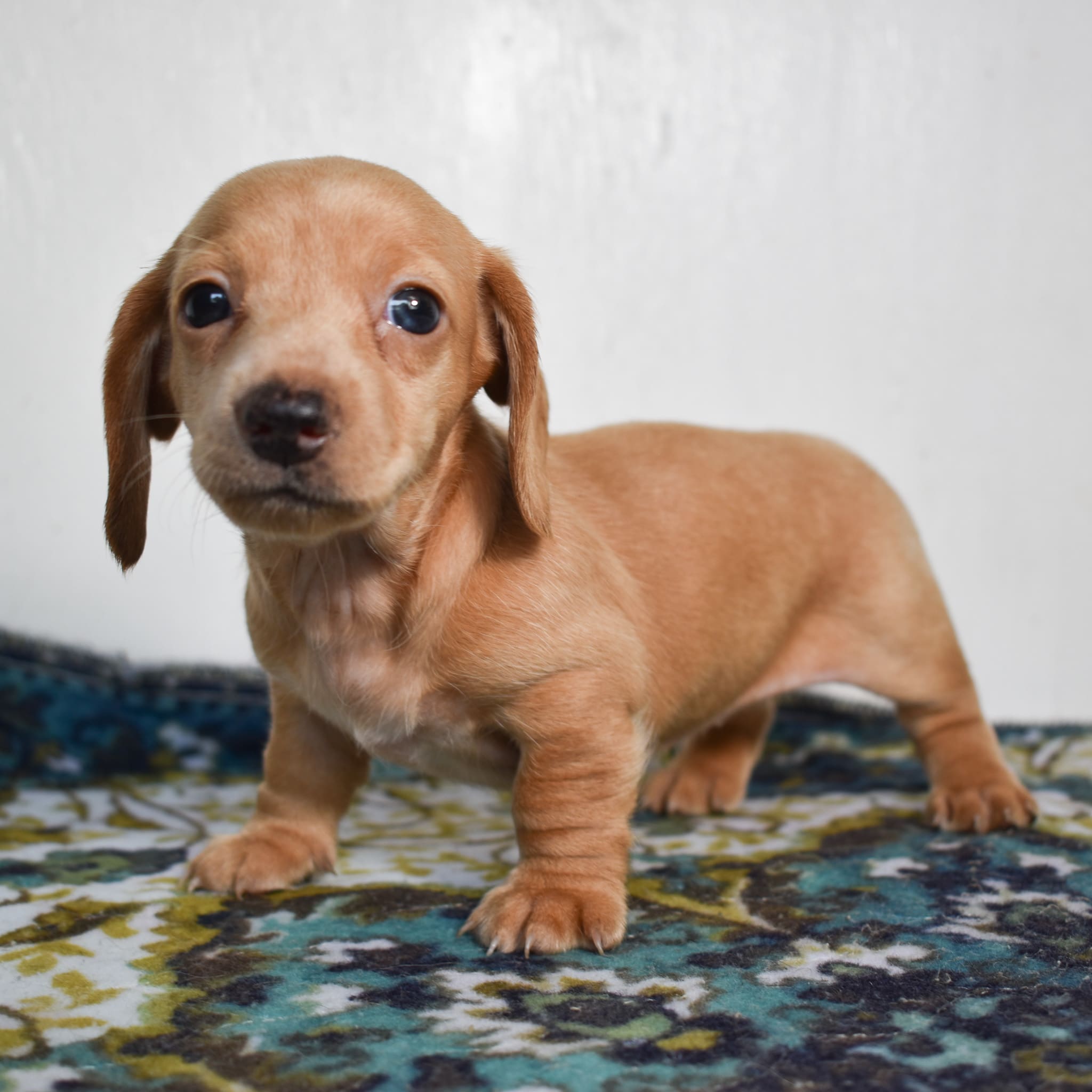 Mini Dachshund puppy