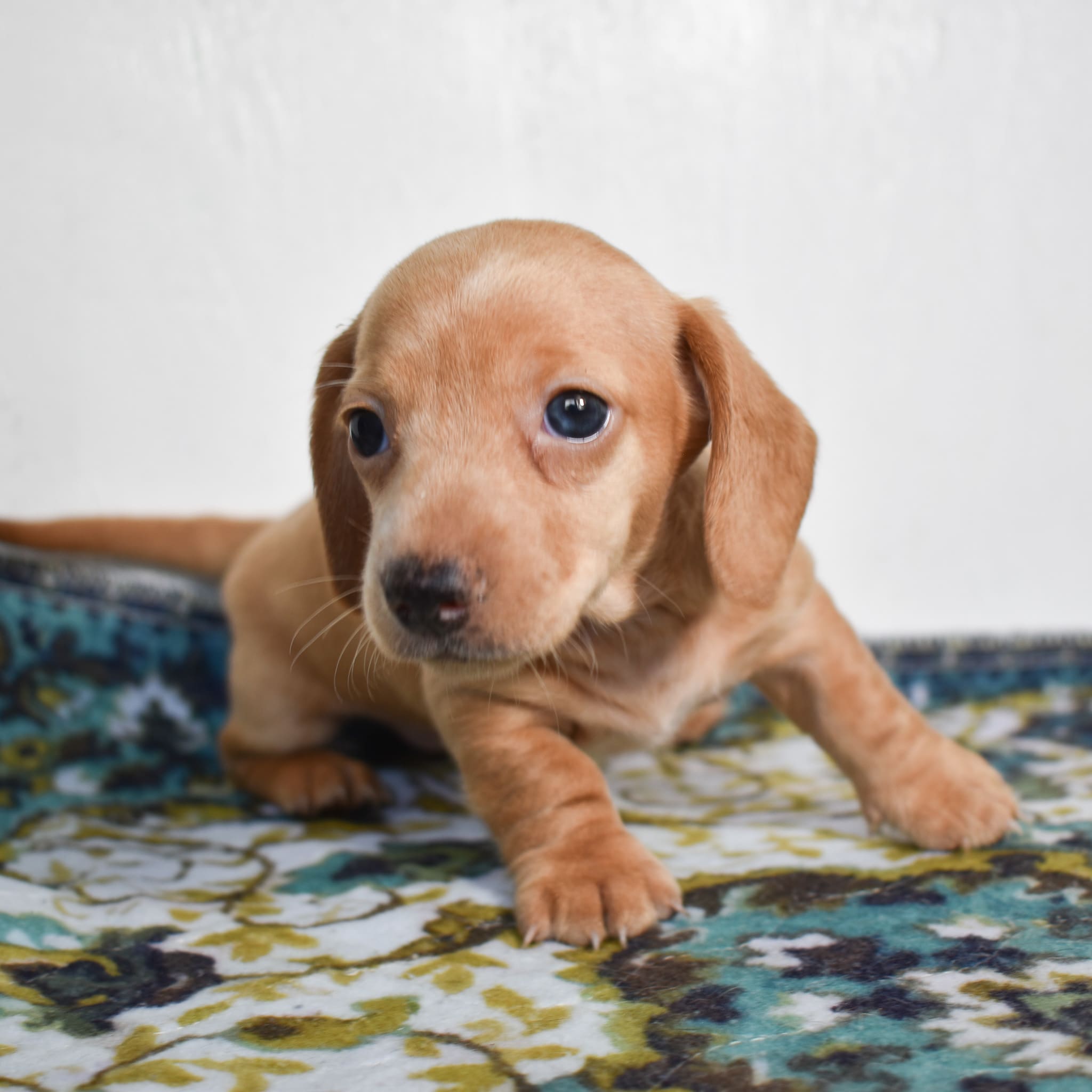Mini Dachshund puppy