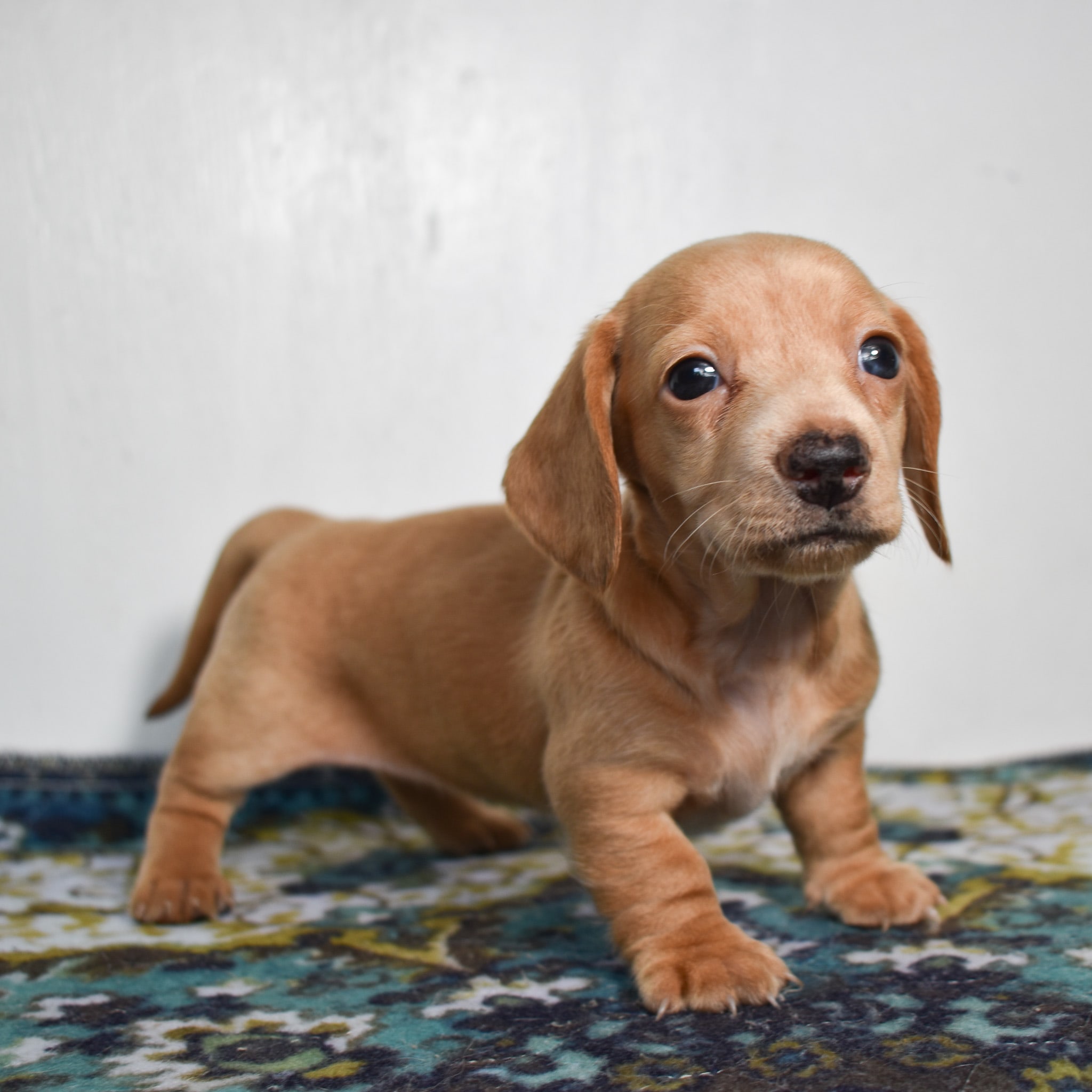Mini Dachshund puppy