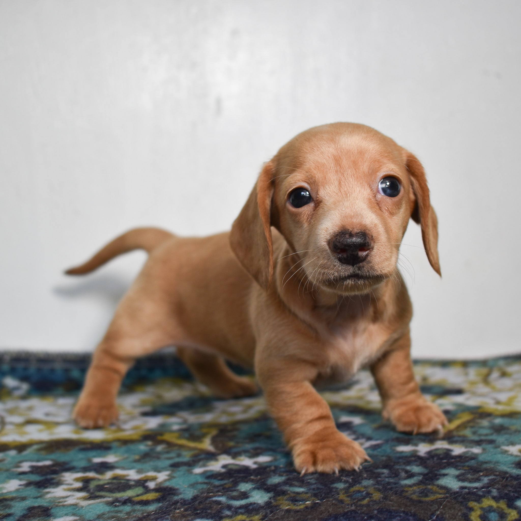 Mini Dachshund puppy