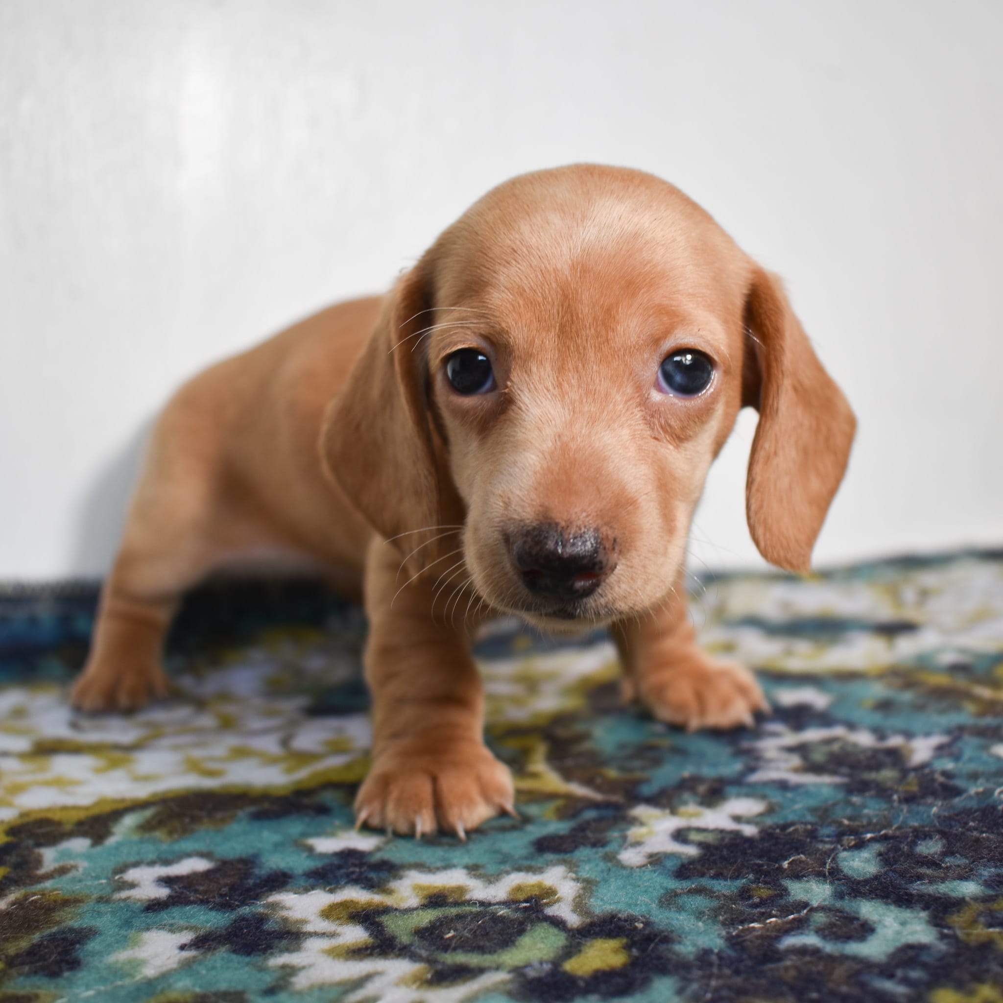 Mini Dachshund puppy