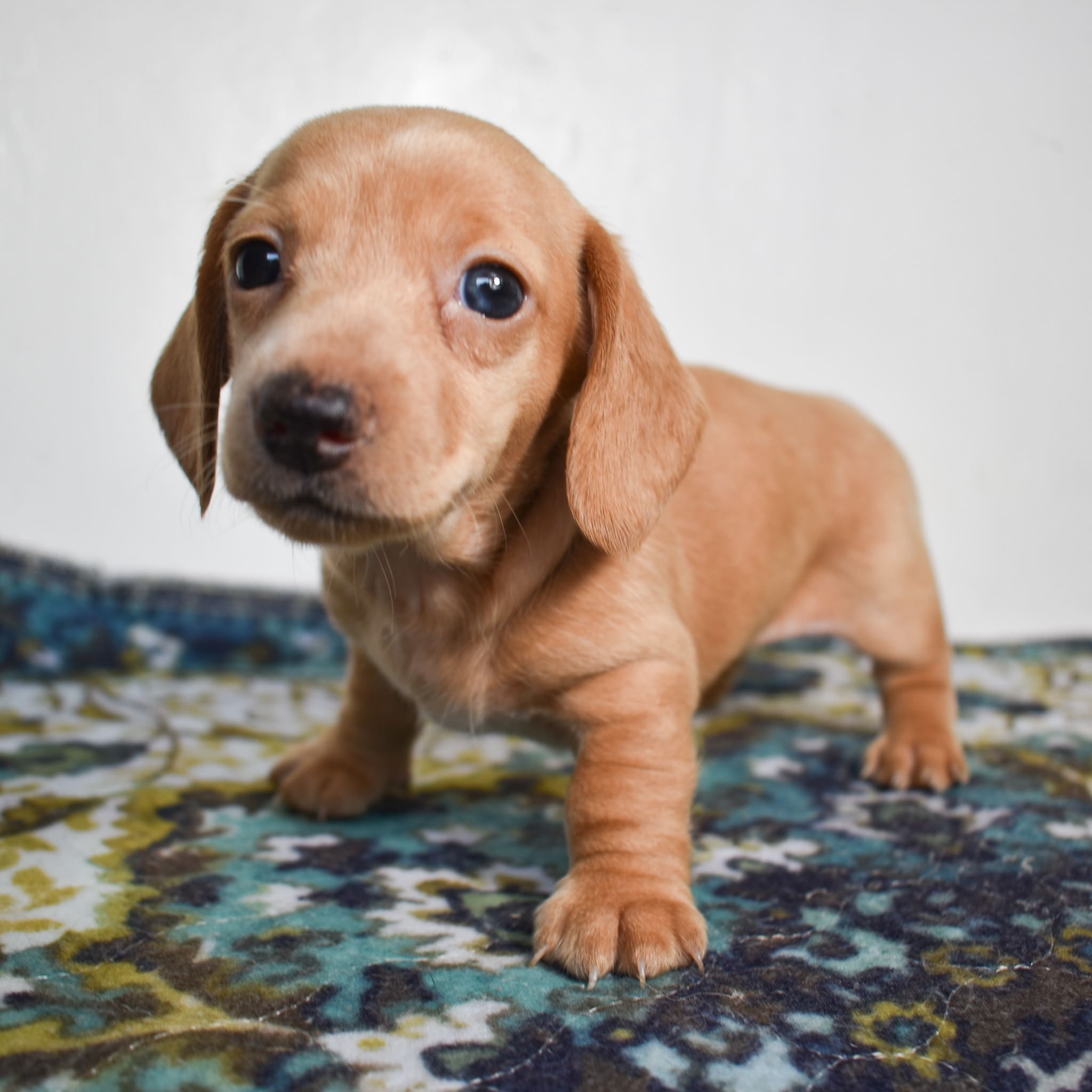 Mini Dachshund puppy