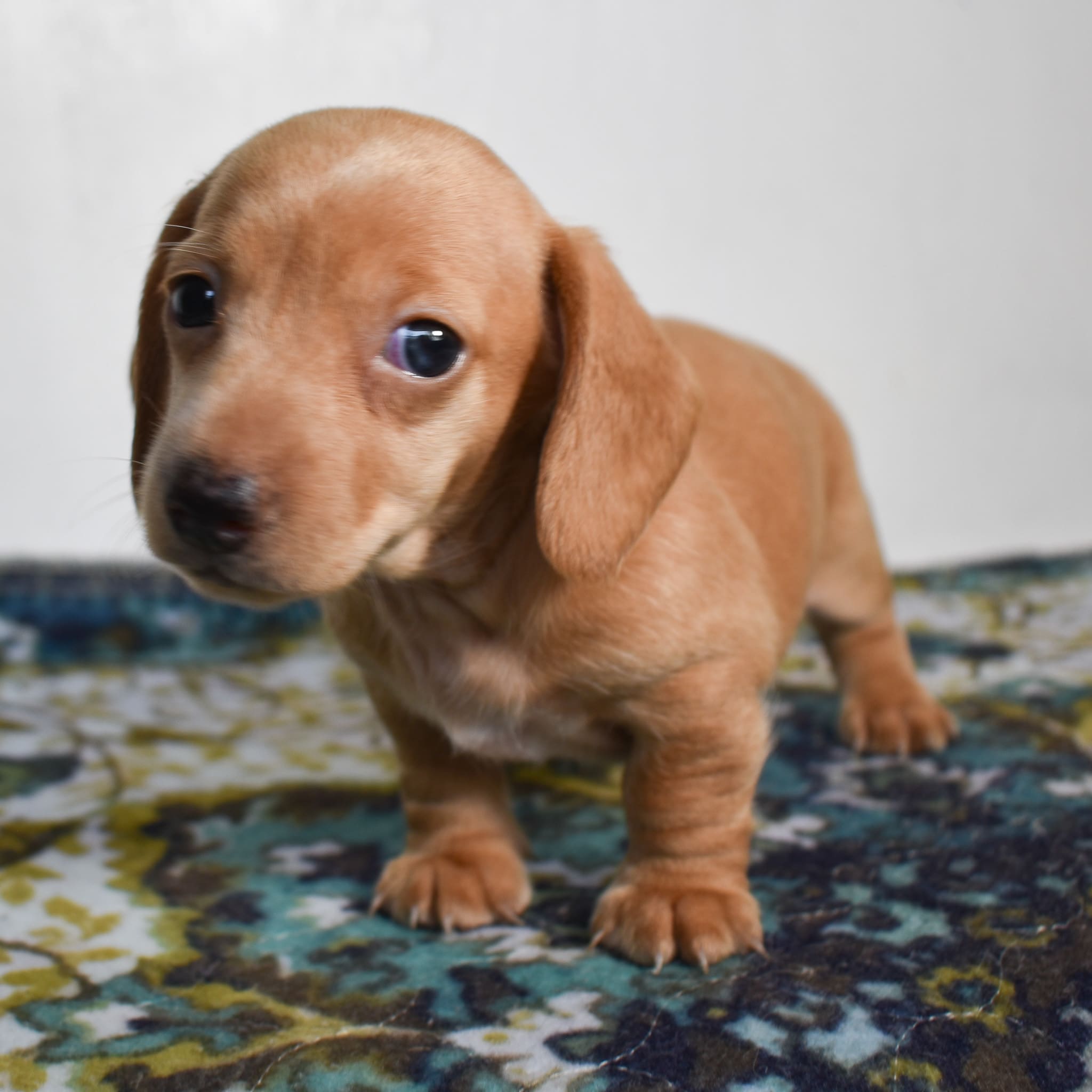 Mini Dachshund puppy