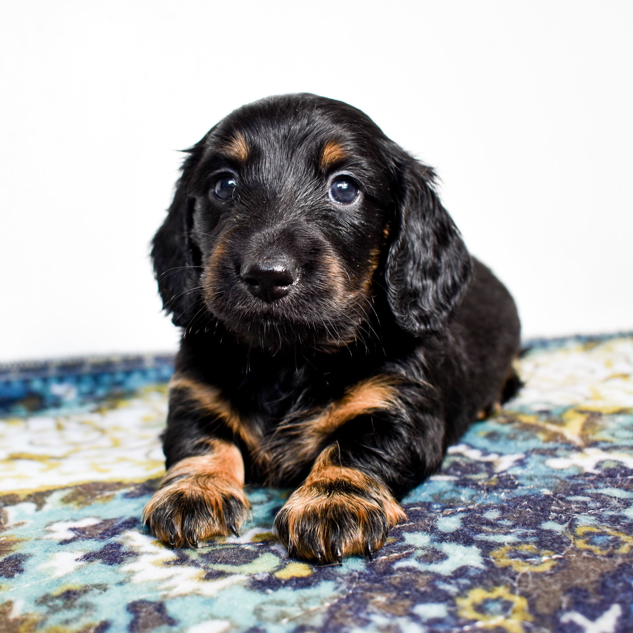 Mini Dachshund puppy