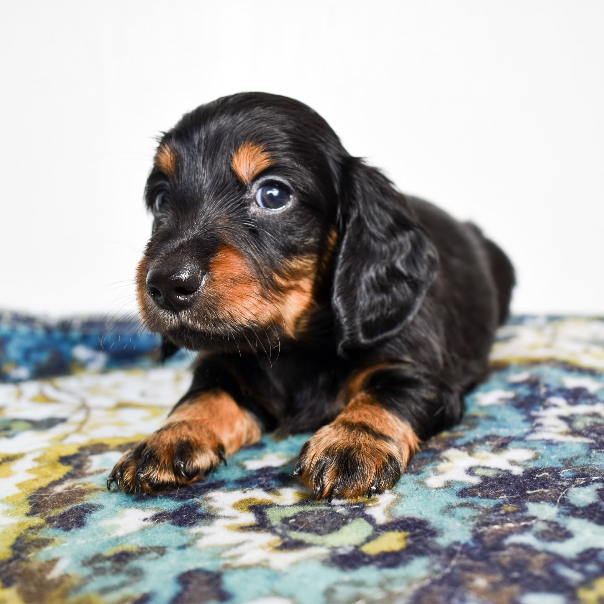 Mini Dachshund puppy