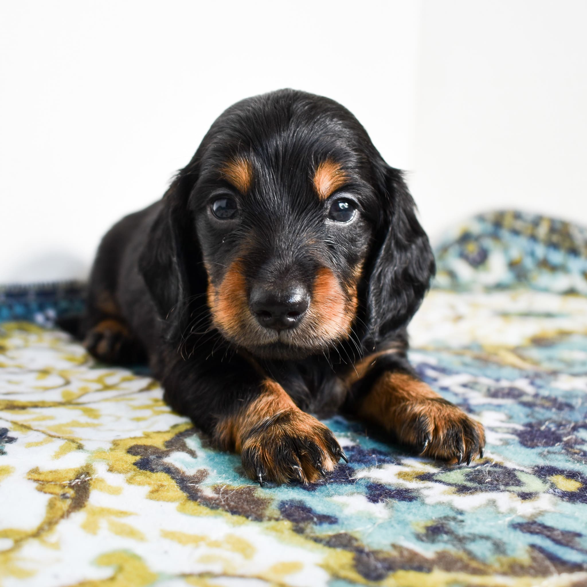 Mini Dachshund puppy