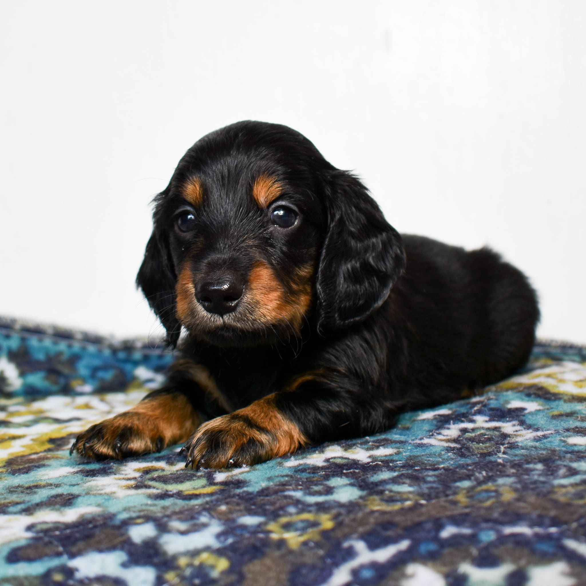 Mini Dachshund puppy