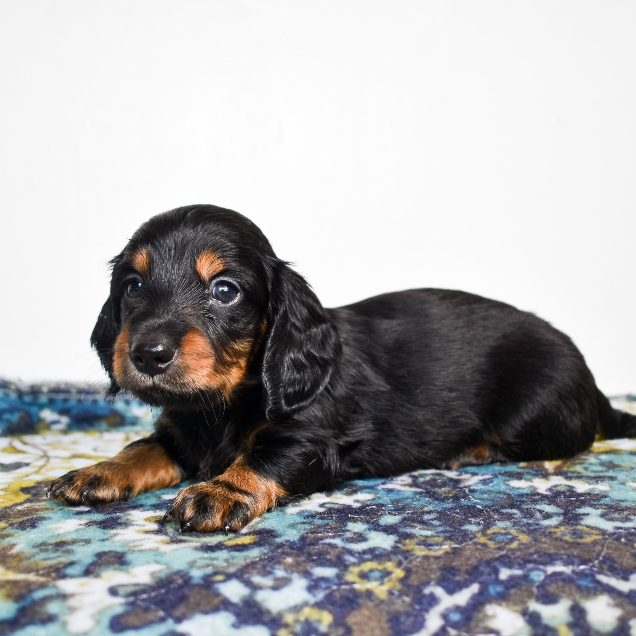 Mini Dachshund puppy