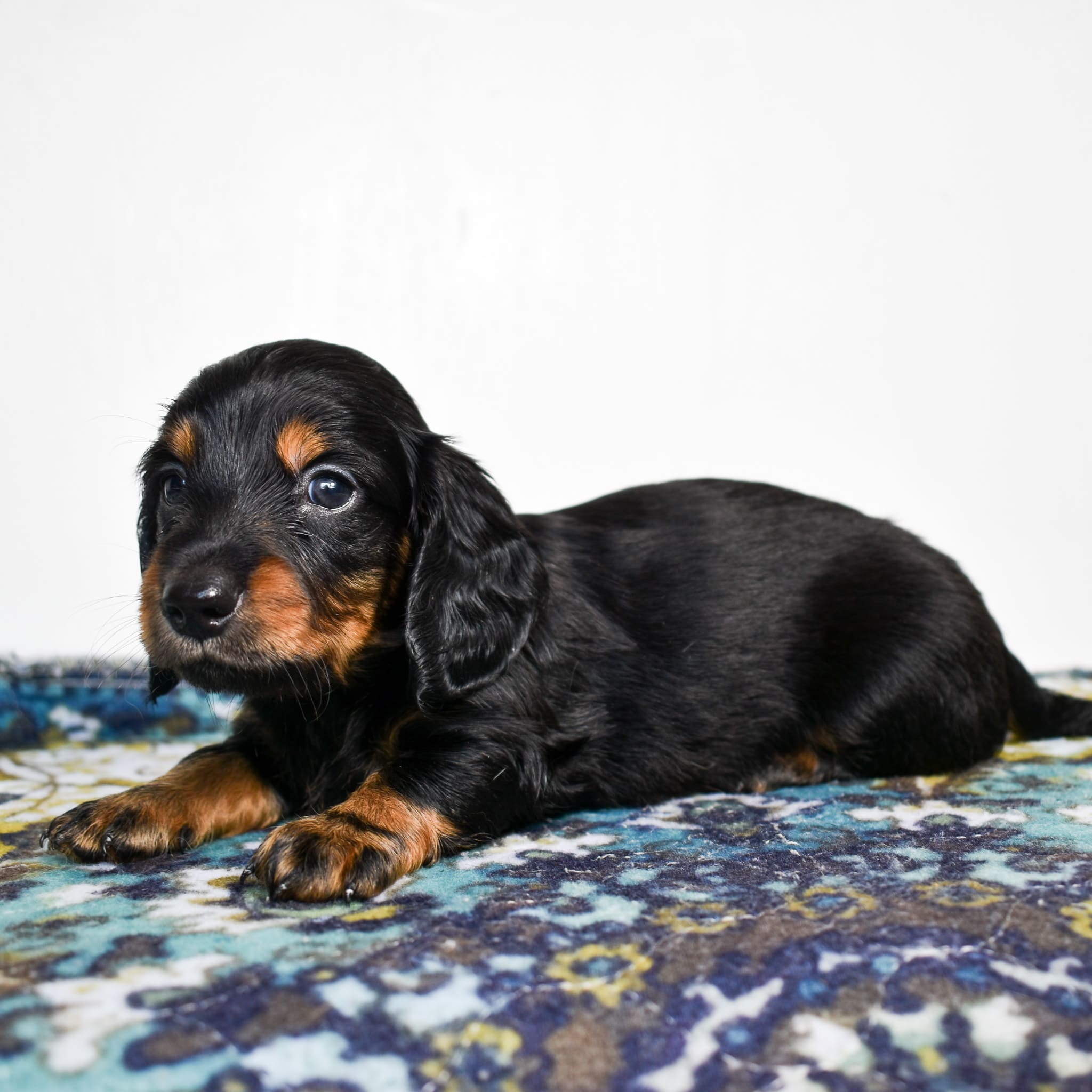 Mini Dachshund puppy