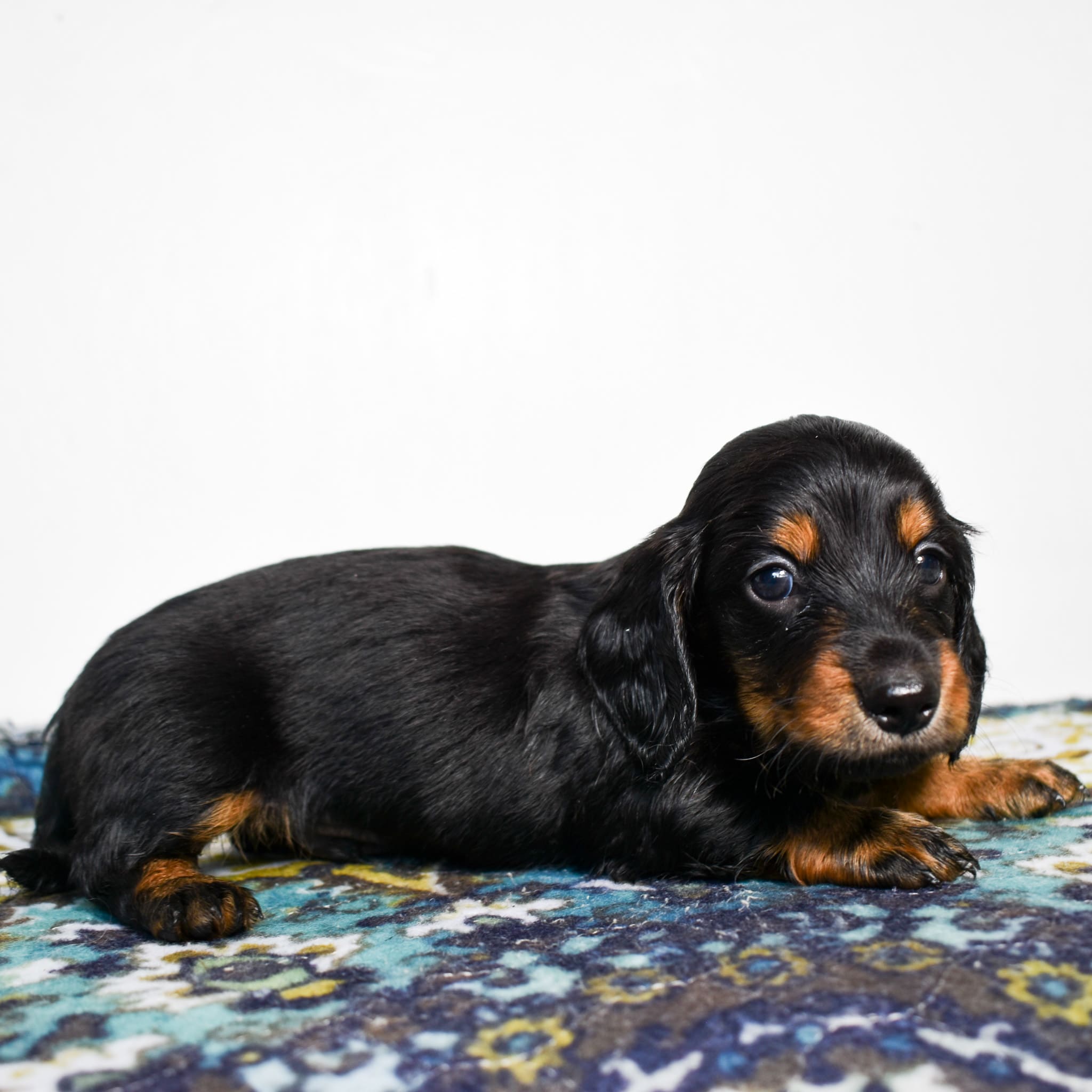 Mini Dachshund puppy