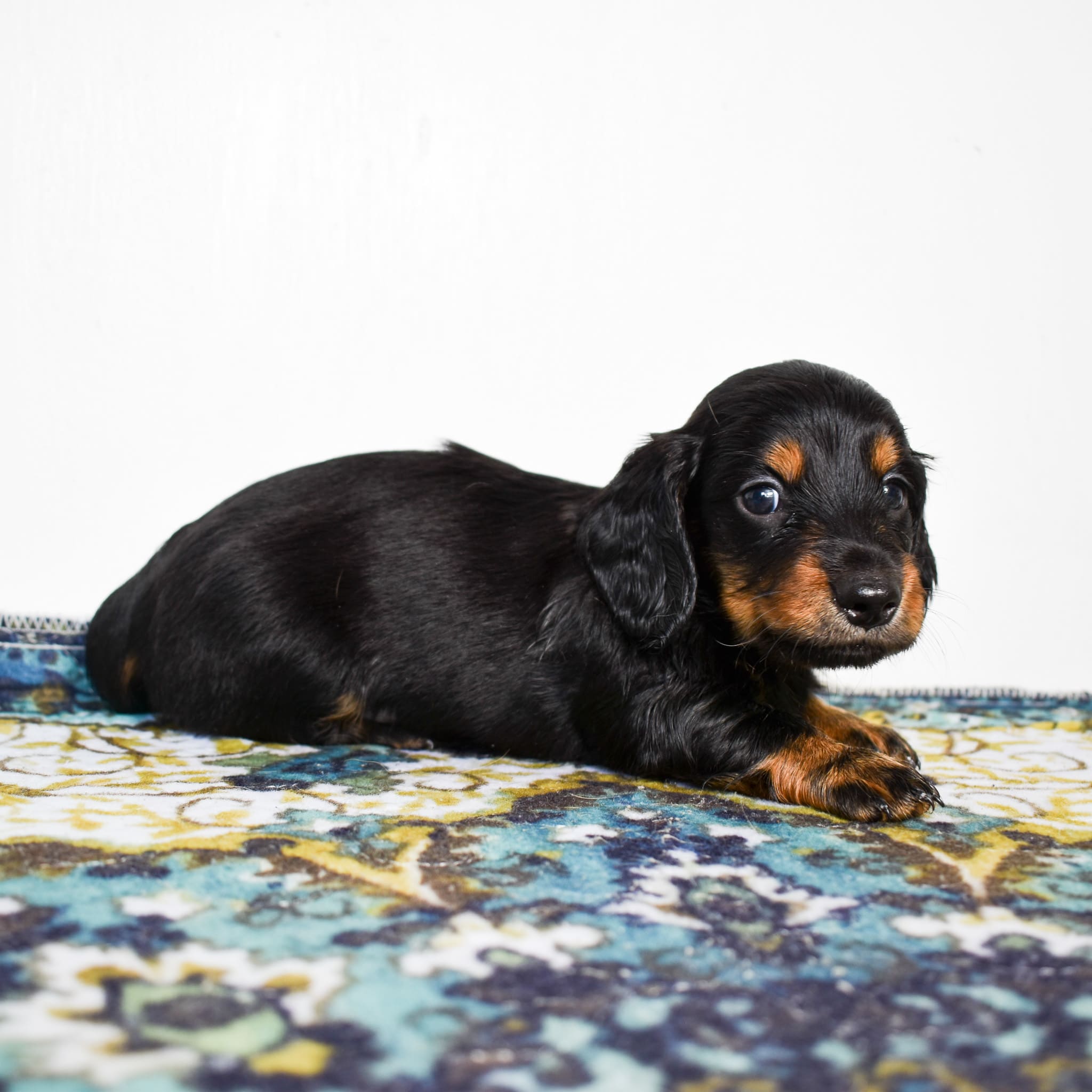 Mini Dachshund puppy