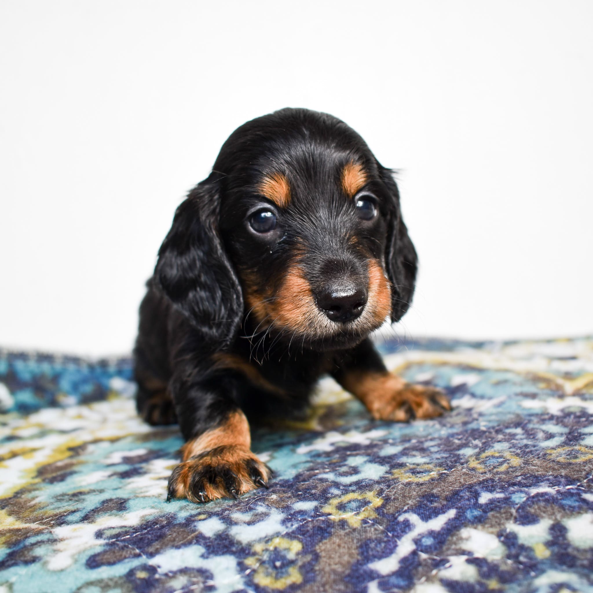 Mini Dachshund puppy