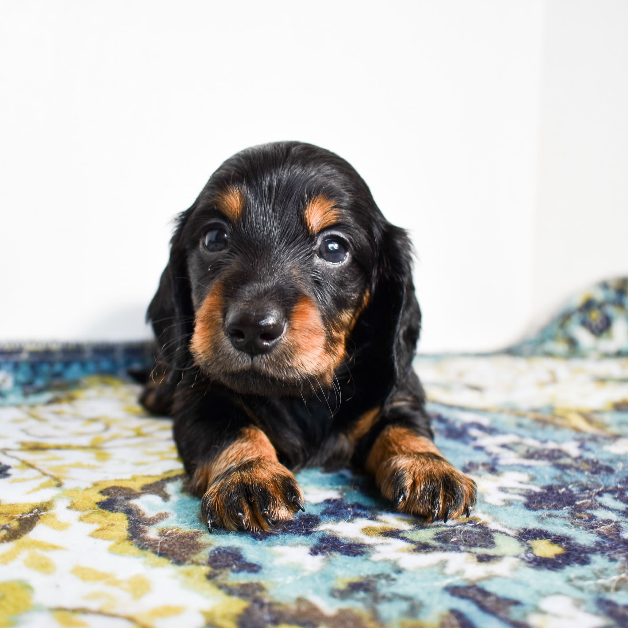 Mini Dachshund puppy