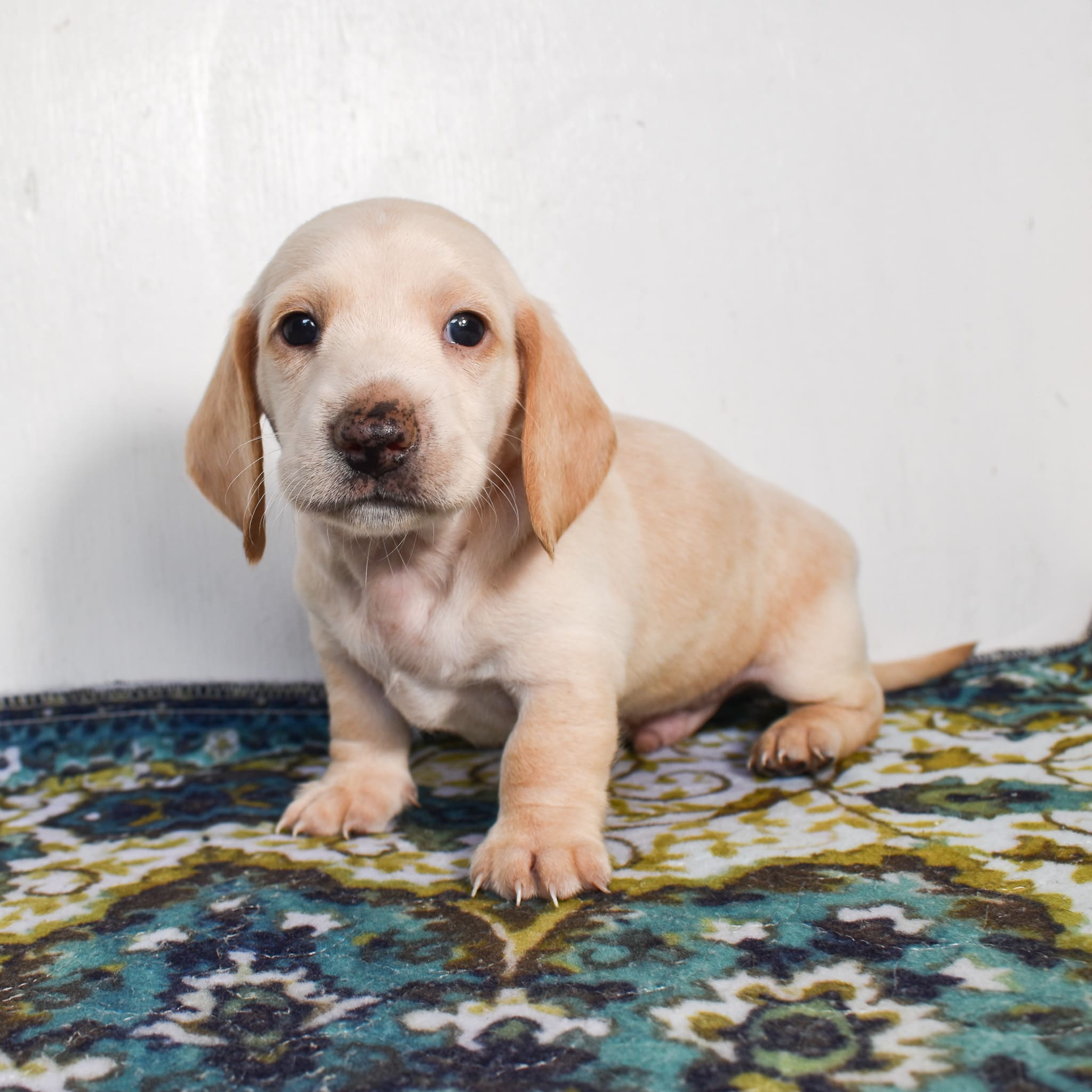 Mini Dachshund puppy