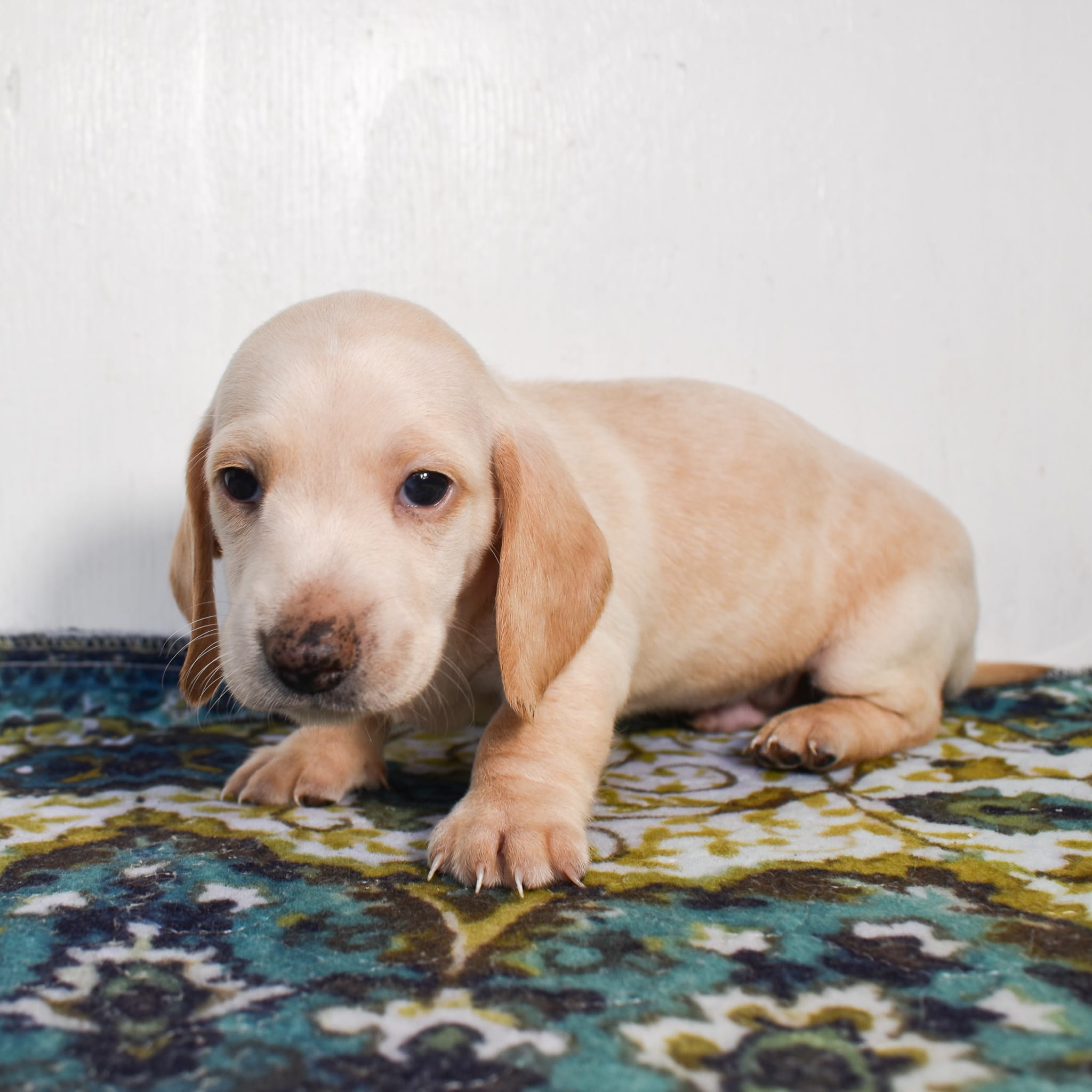 Mini Dachshund puppy