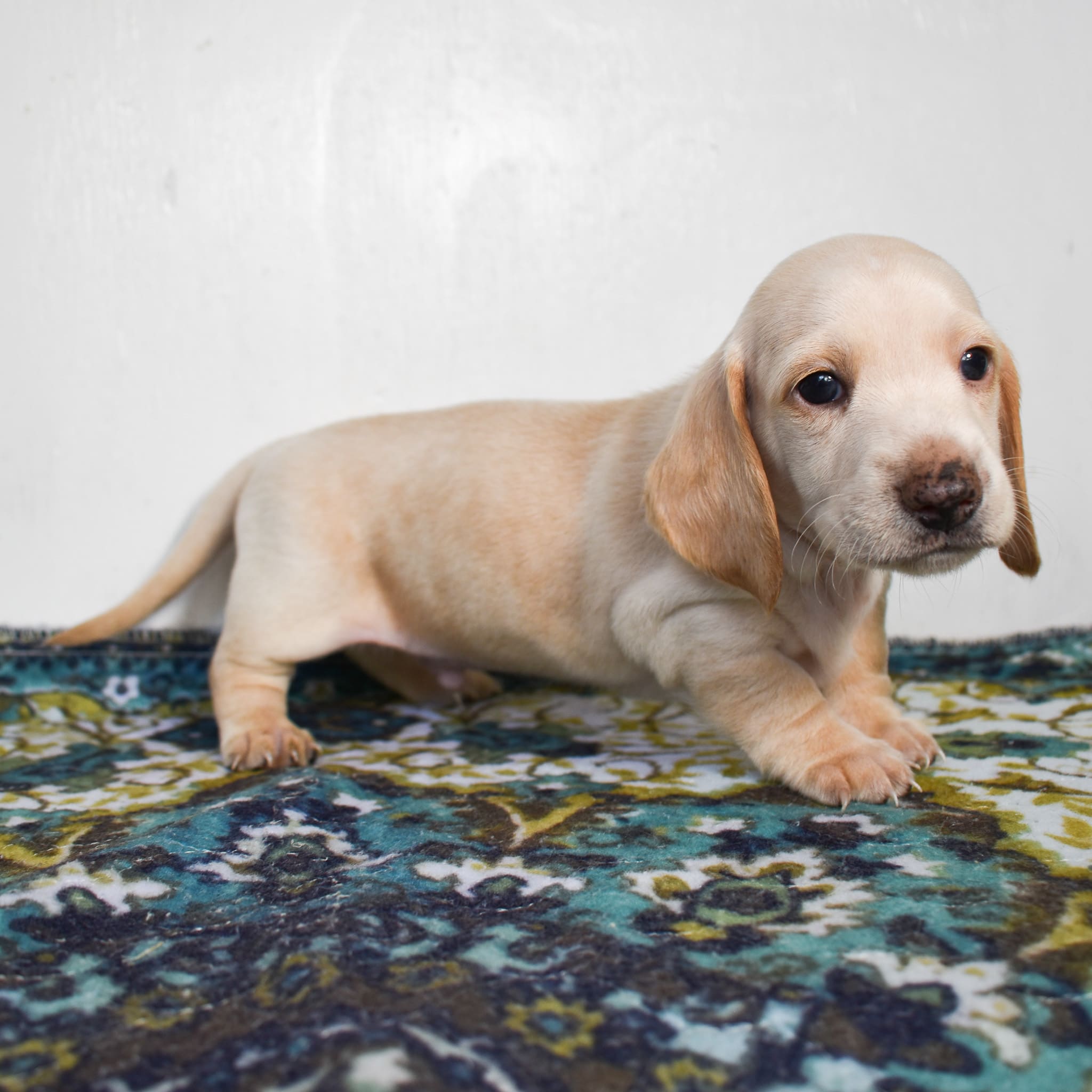 Mini Dachshund puppy