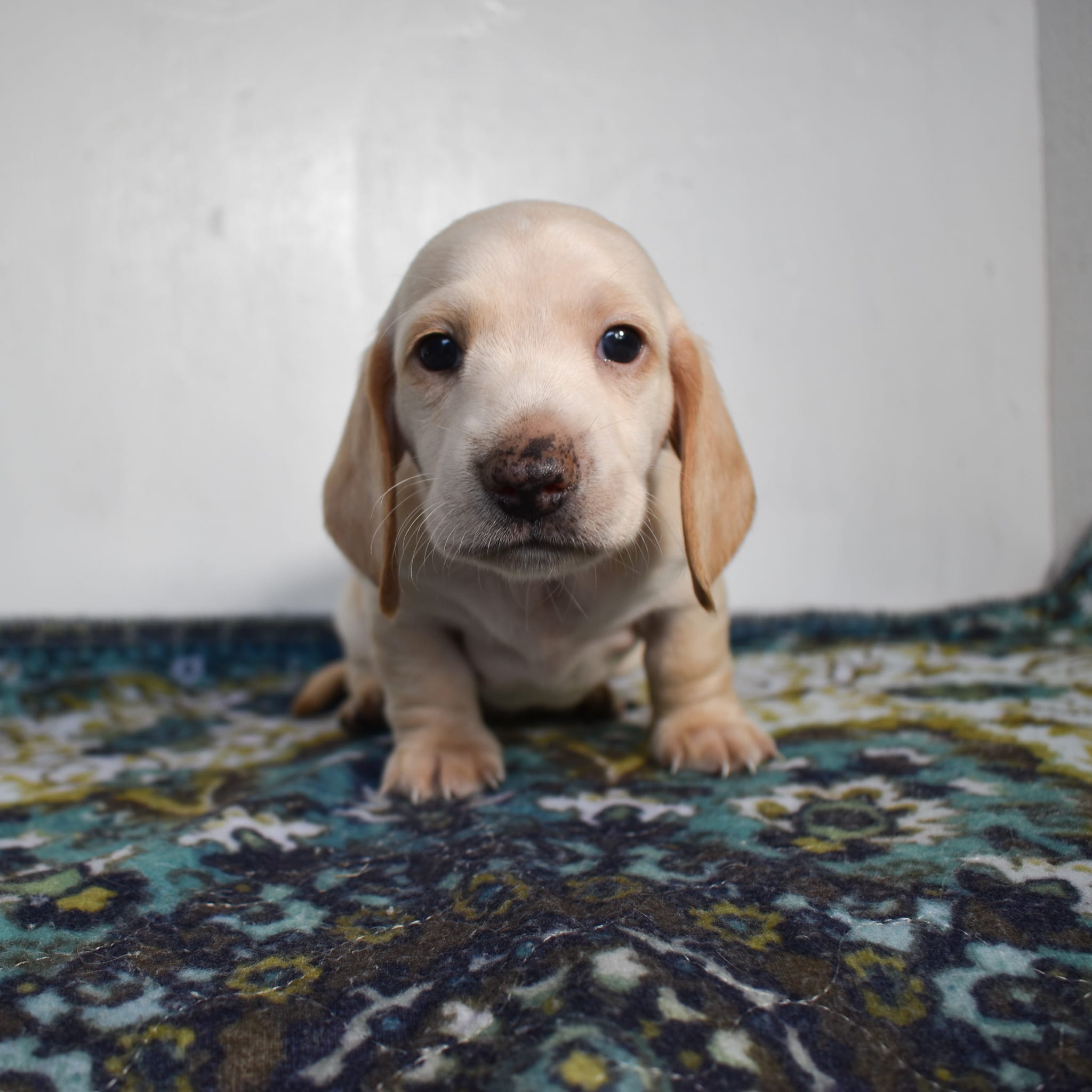 Mini Dachshund puppy