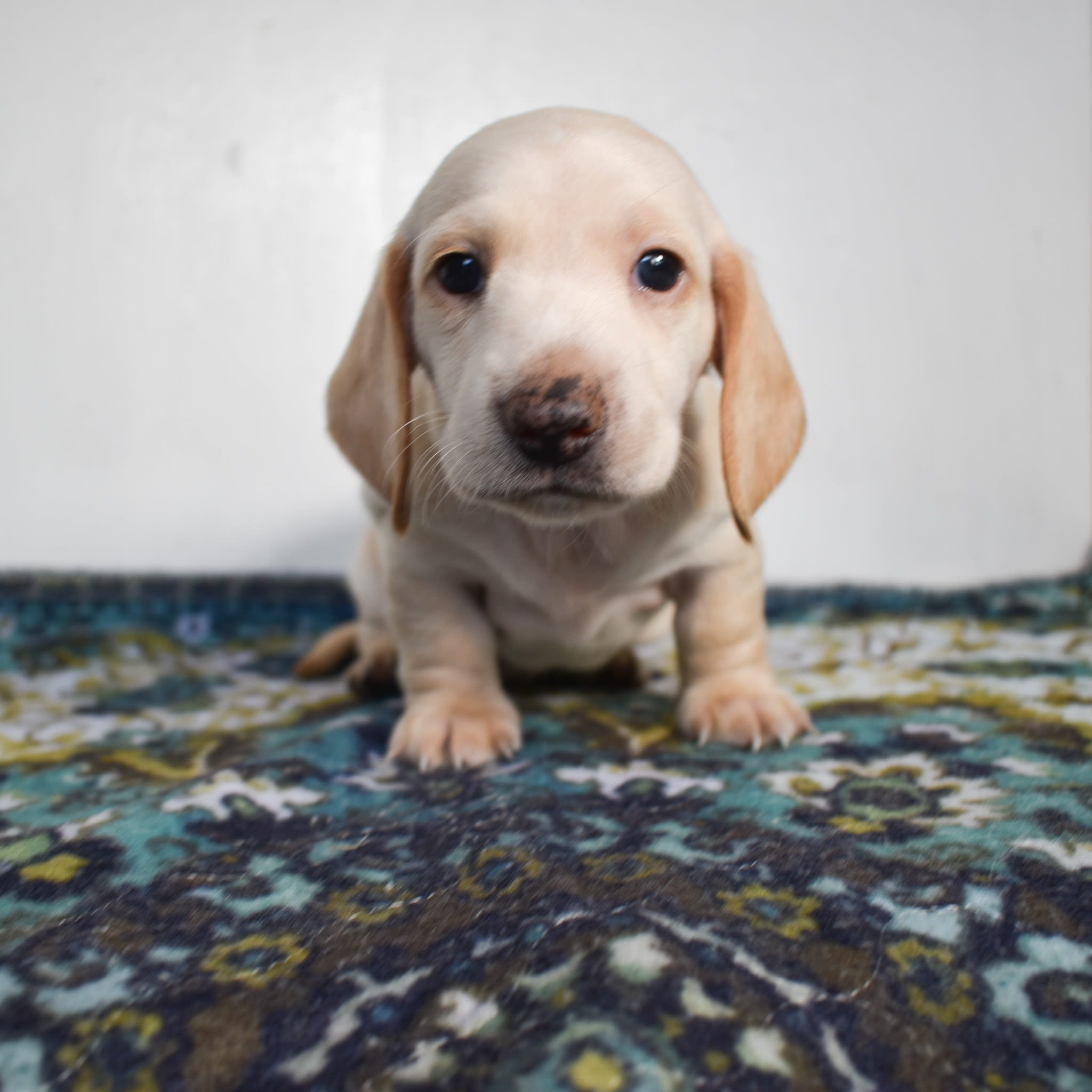 Mini Dachshund puppy