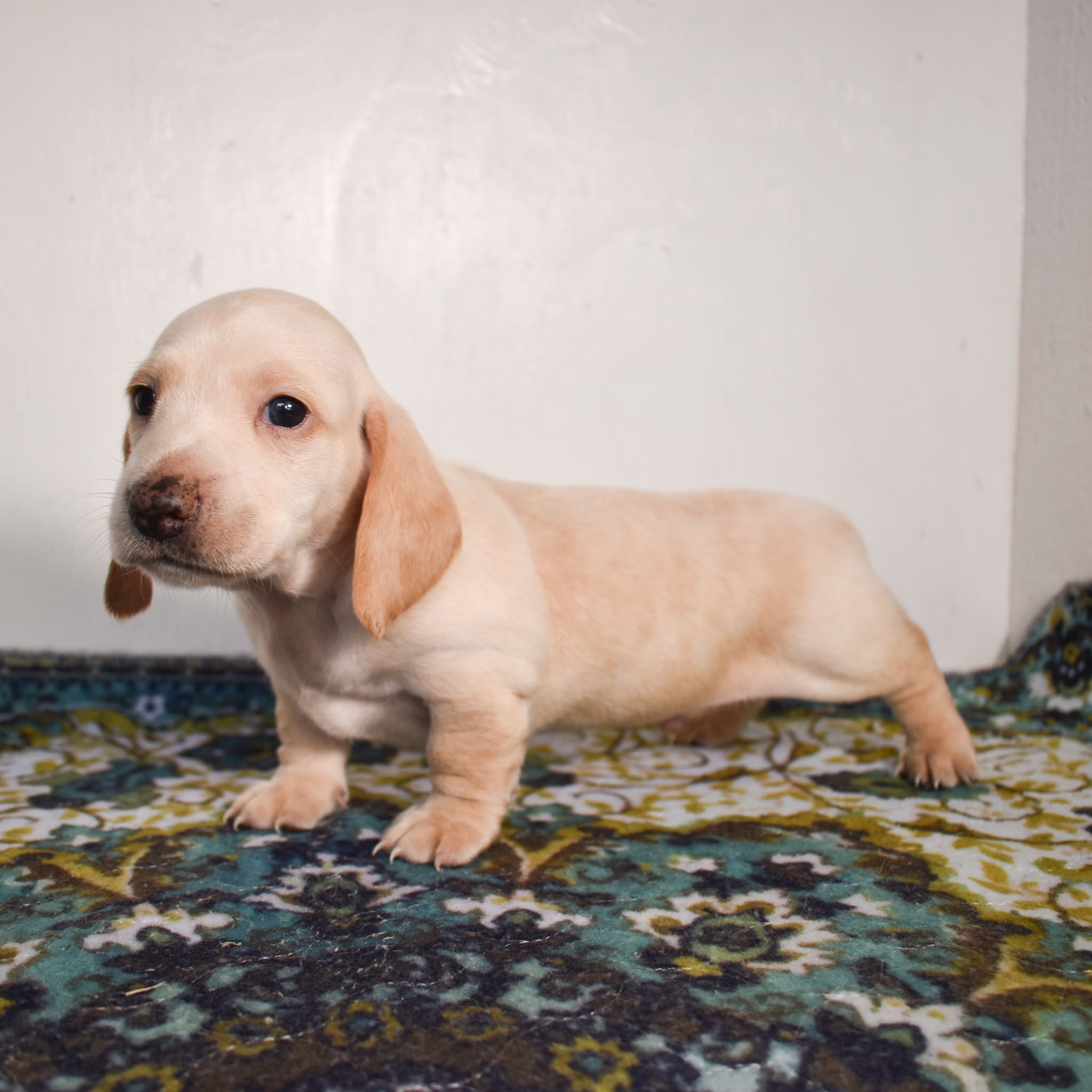 Mini Dachshund puppy