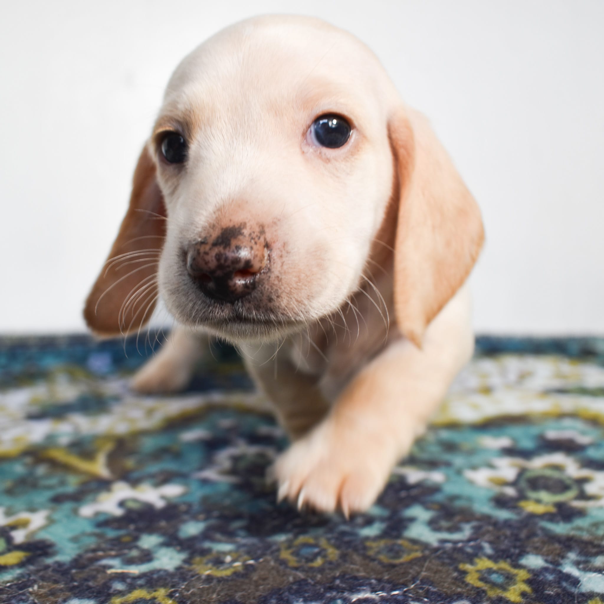 Mini Dachshund puppy