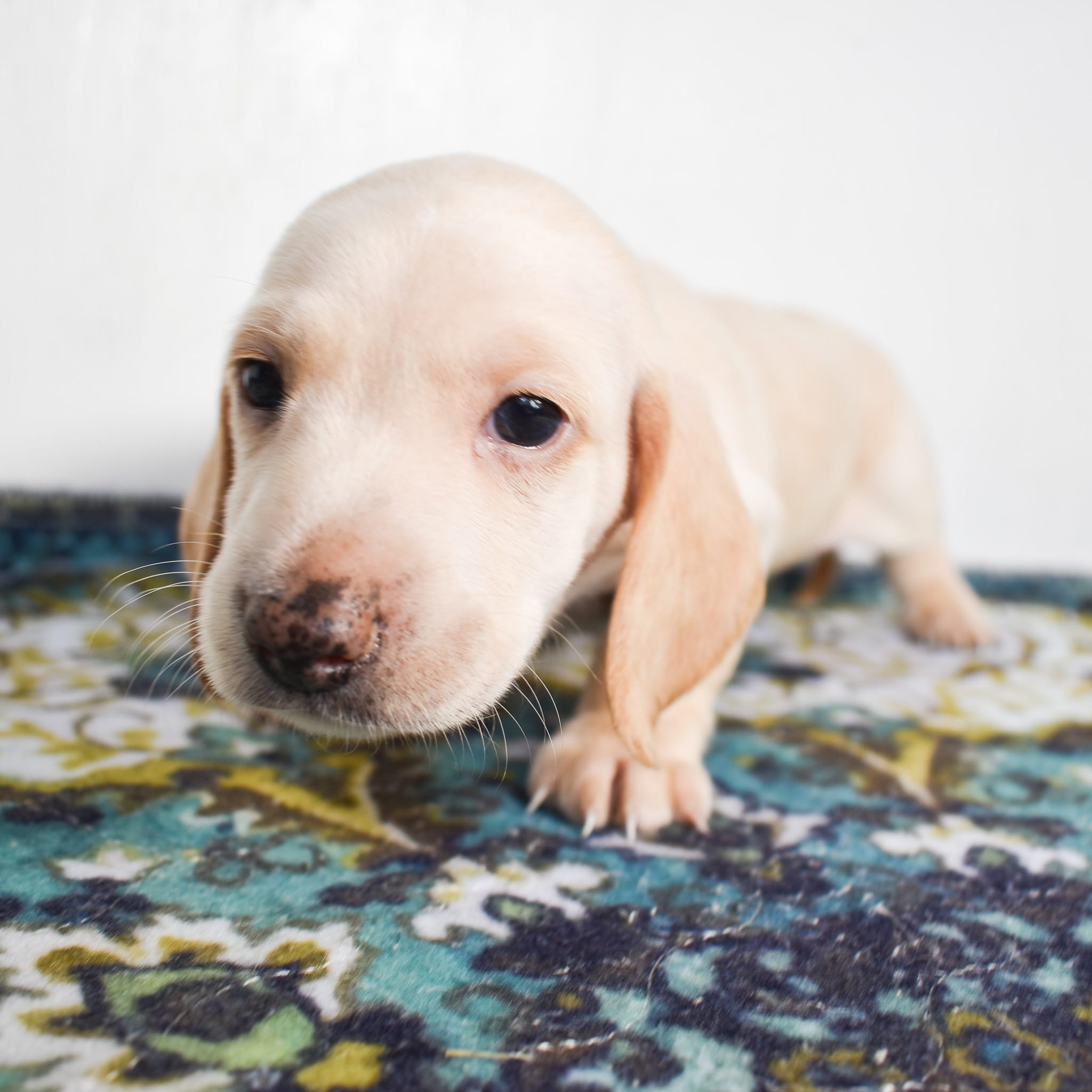 Mini Dachshund puppy