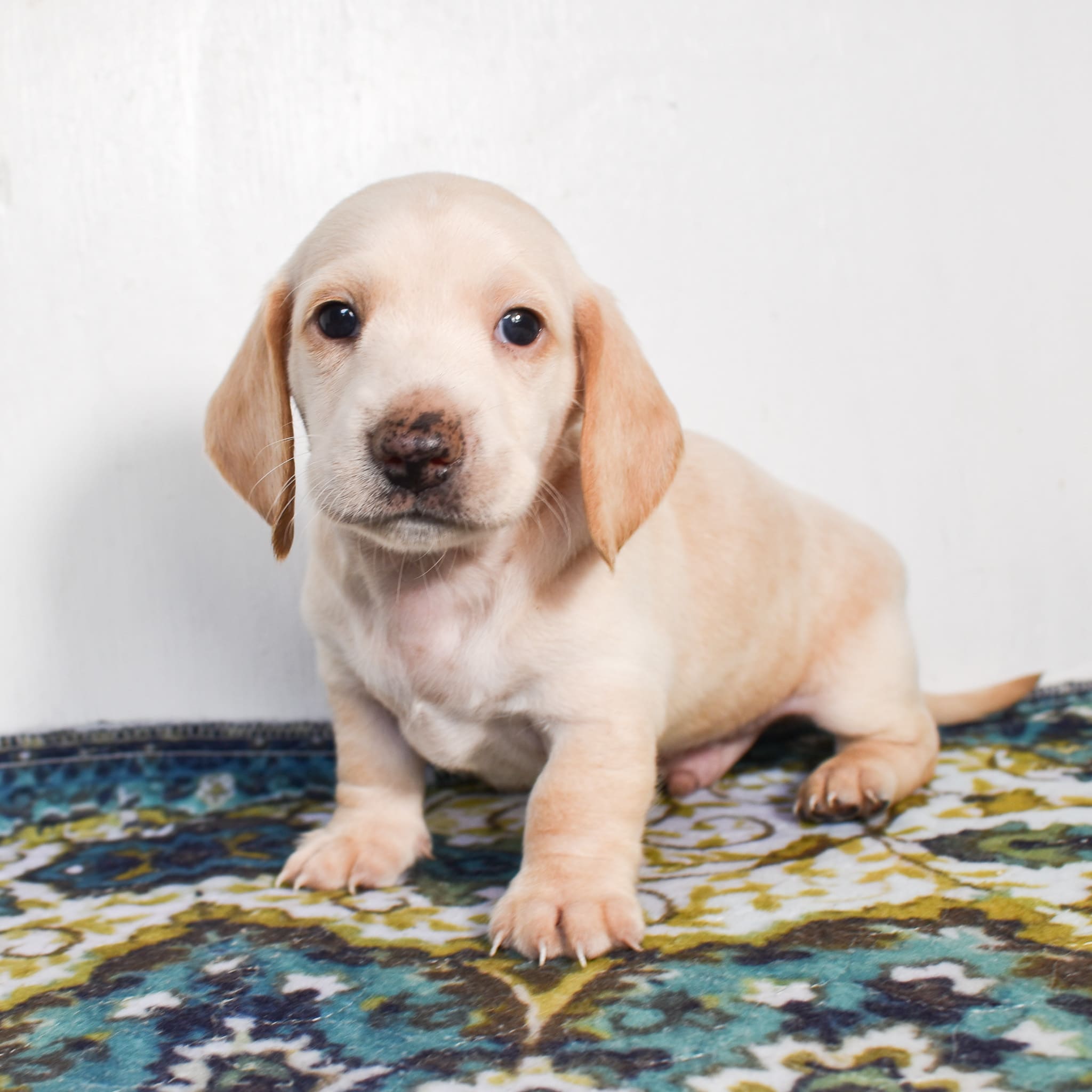 Mini Dachshund puppy