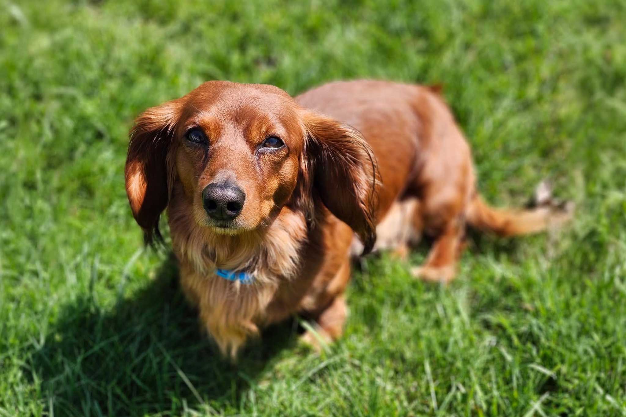 Mini Dachshund male