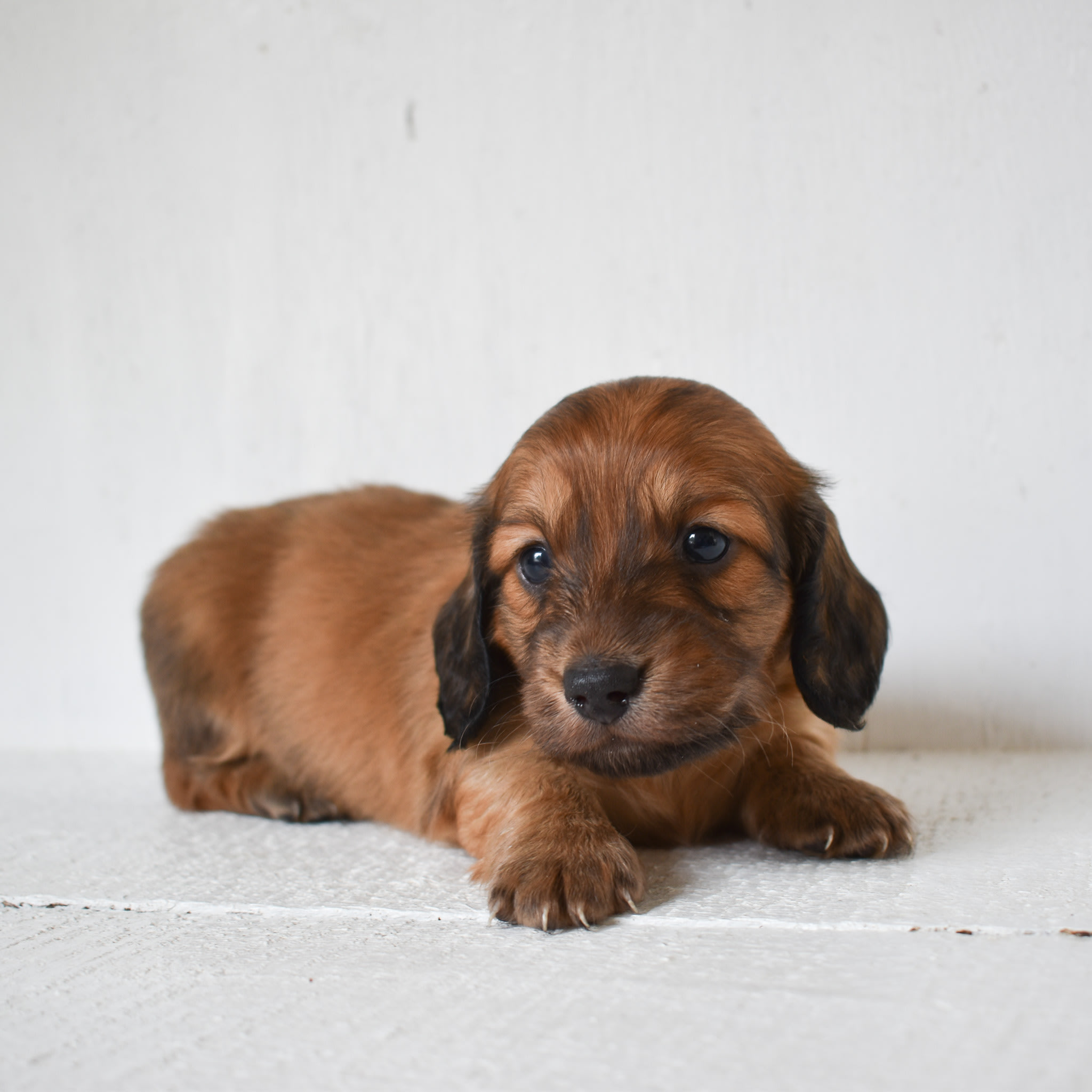 Mini Dachshund puppy