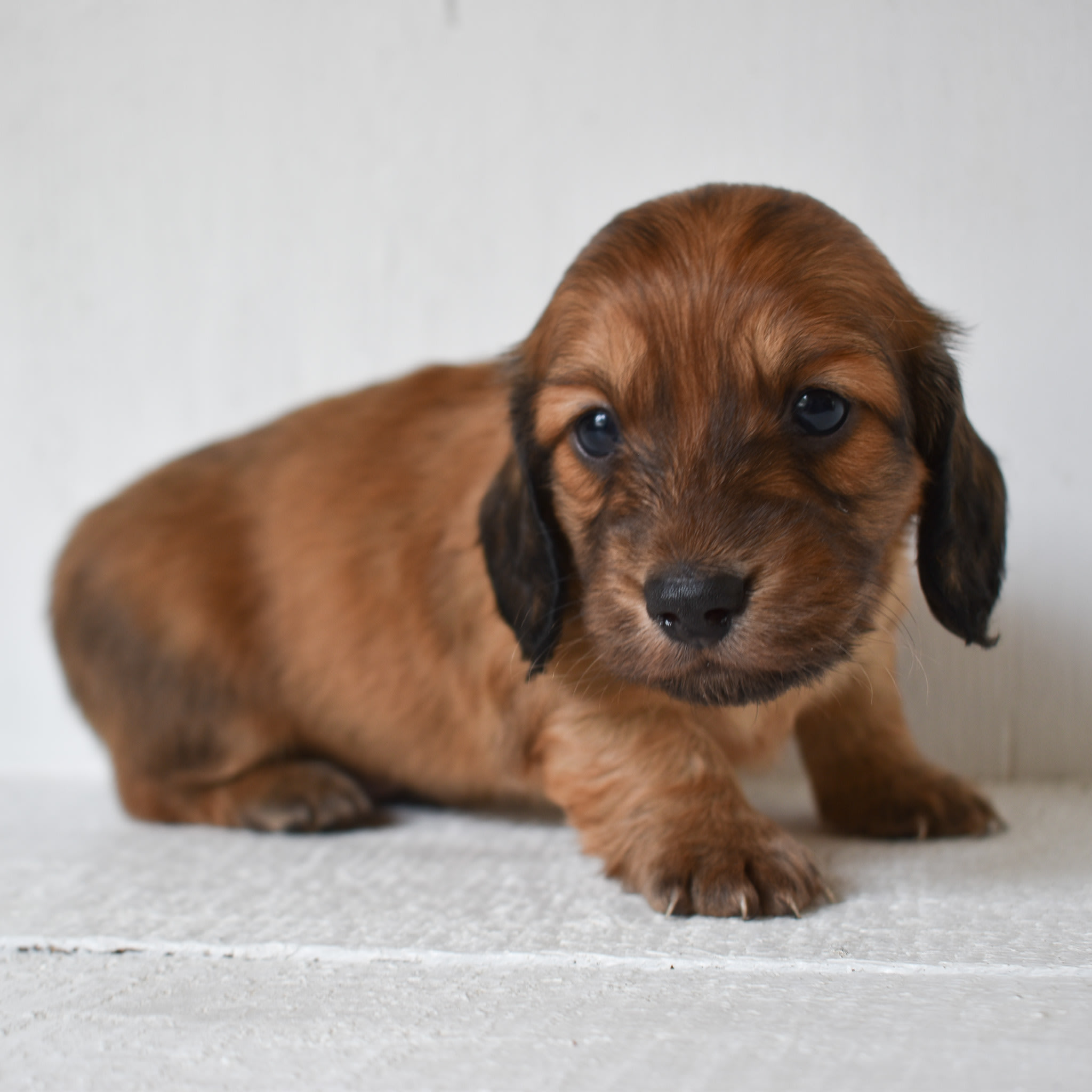 Mini Dachshund puppy