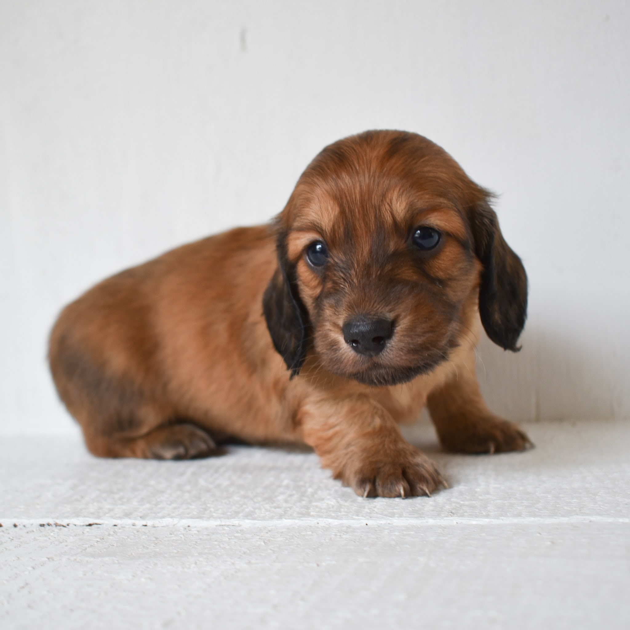 Mini Dachshund puppy