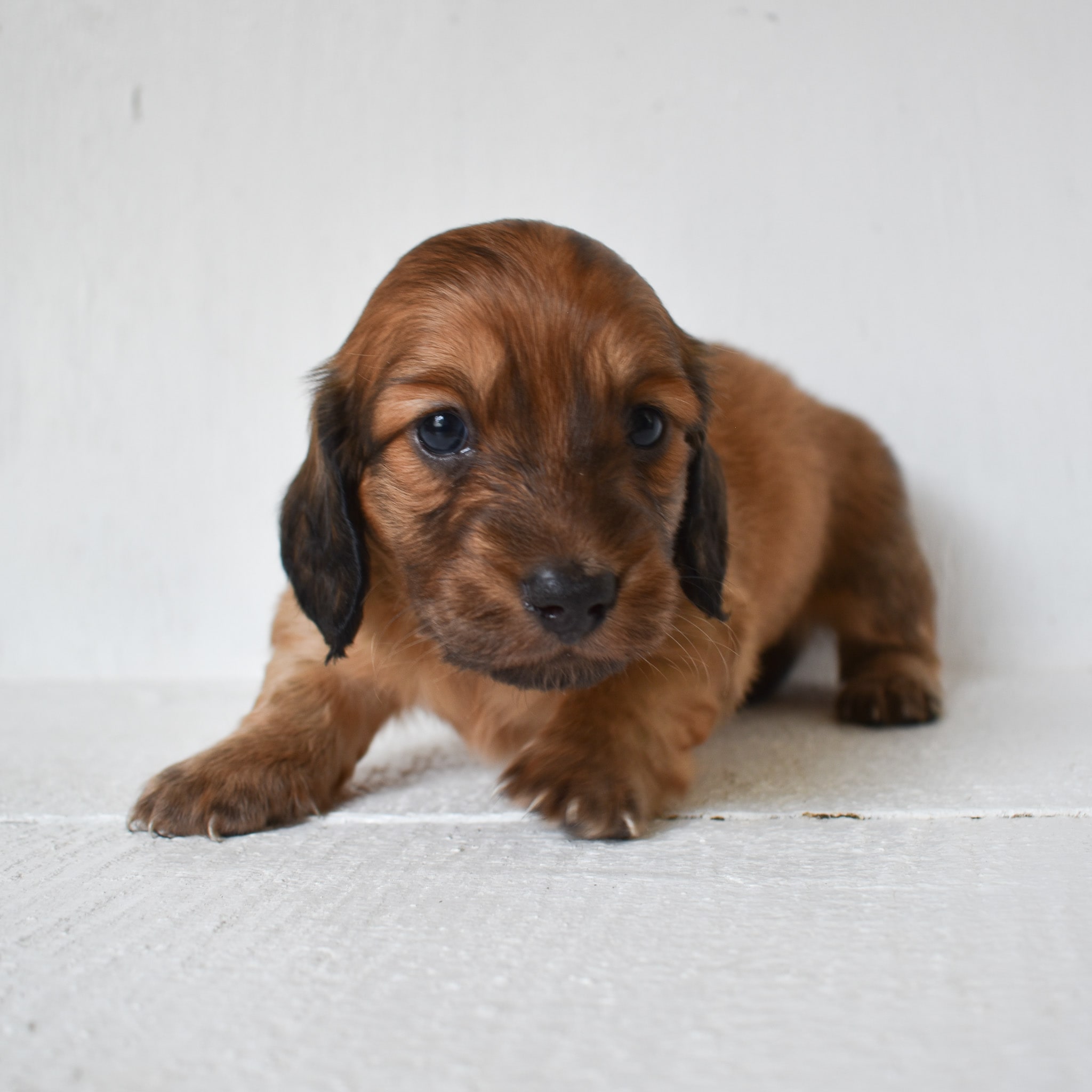 Mini Dachshund puppy